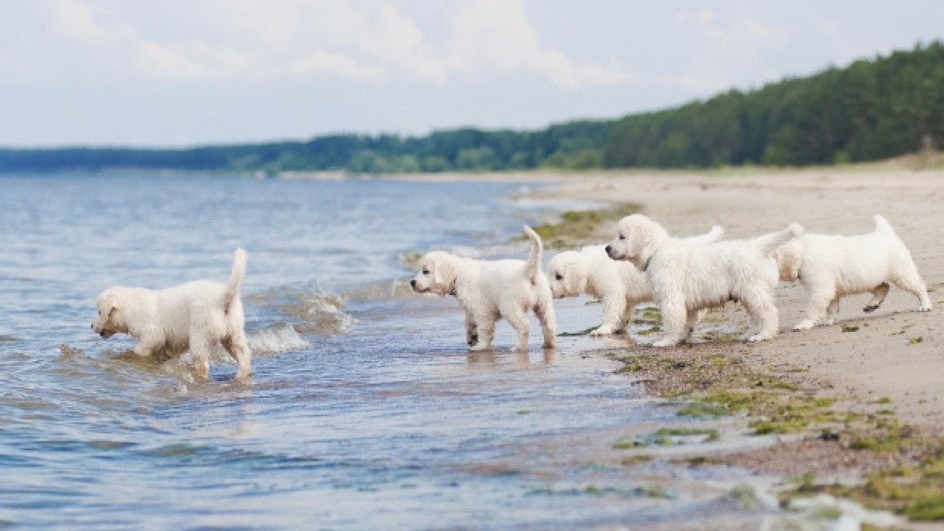 1920x1080 AquaMobile Wallpaper puppies at the beach