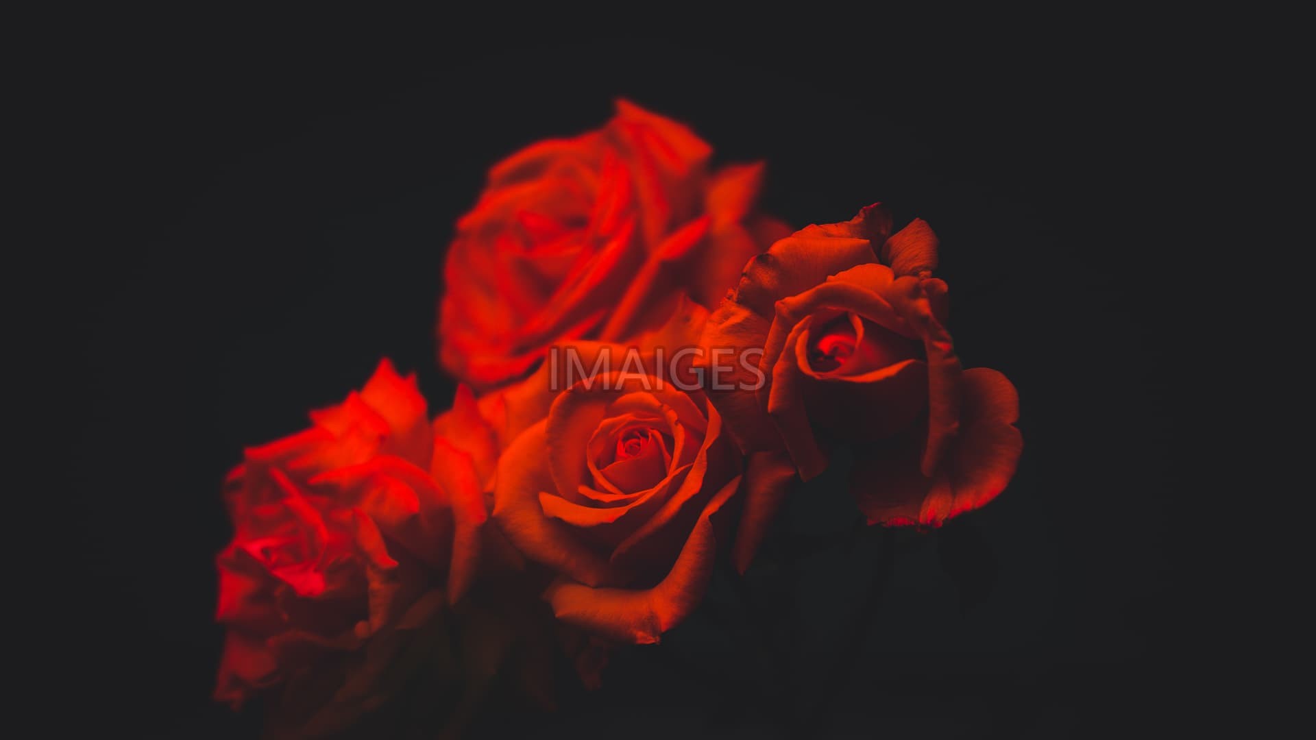 1920x1080 four red roses with black background