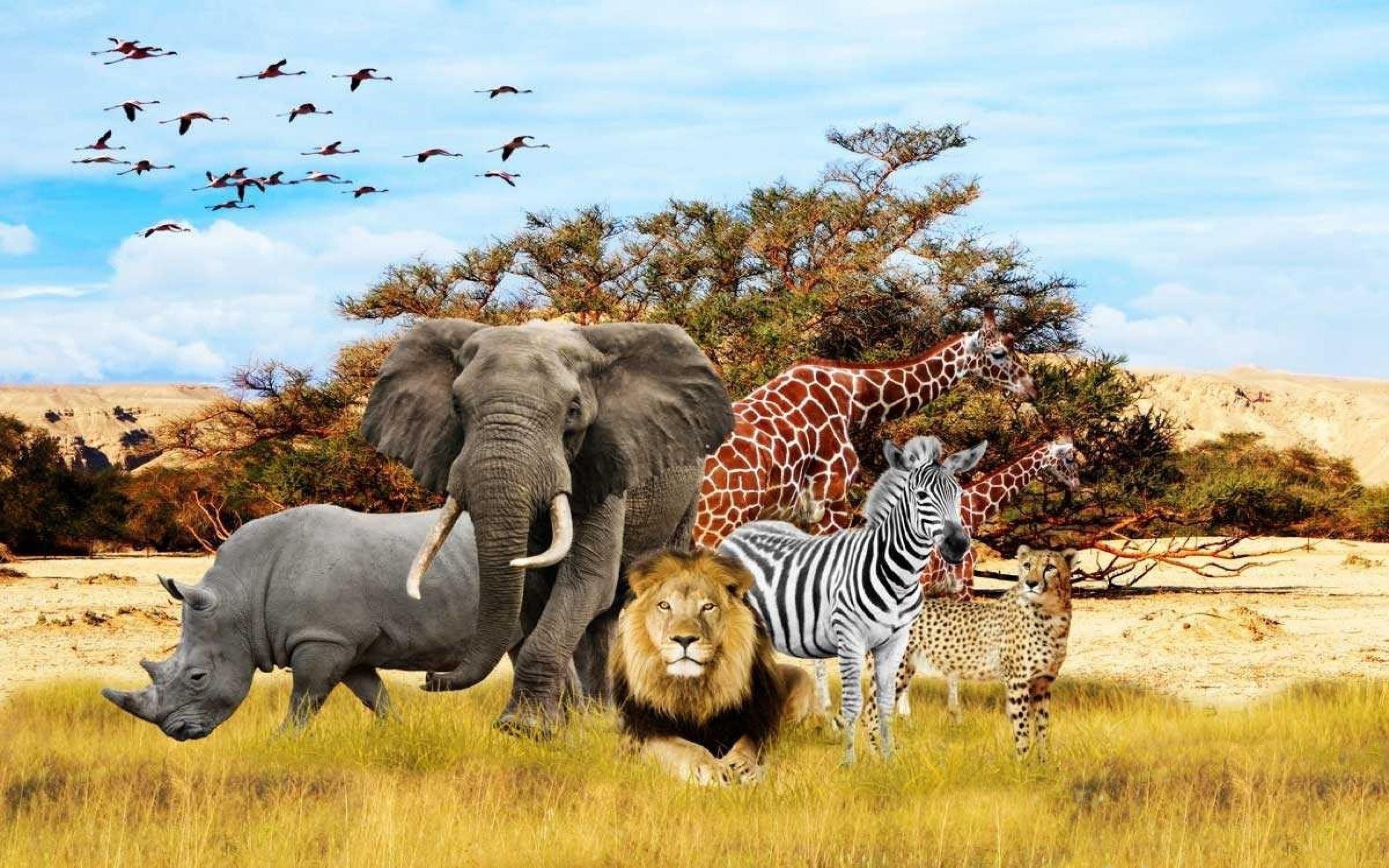 african safari colours