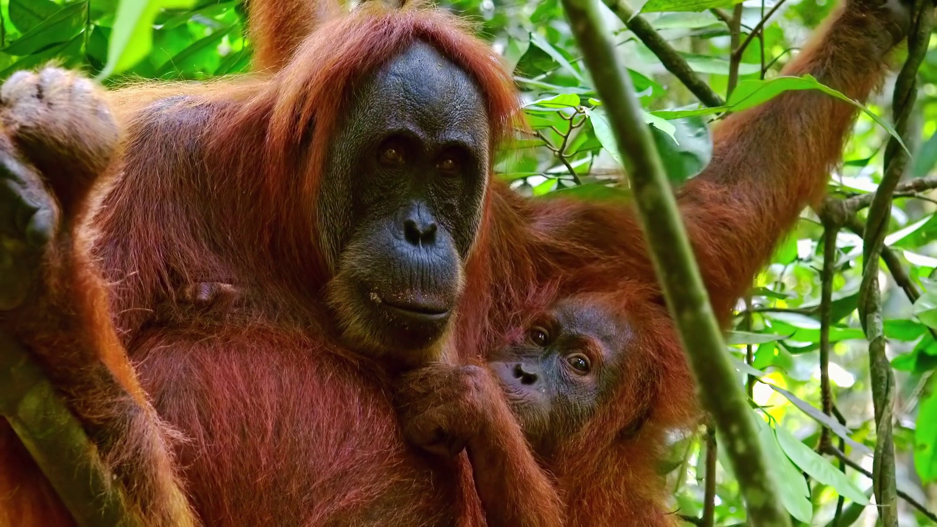 1920x1080 Cute baby orangutan sucking mother's milk. Pair of great apes sitting on  tree branch surrounded by green foliage. Lovely jungle inhabitants.