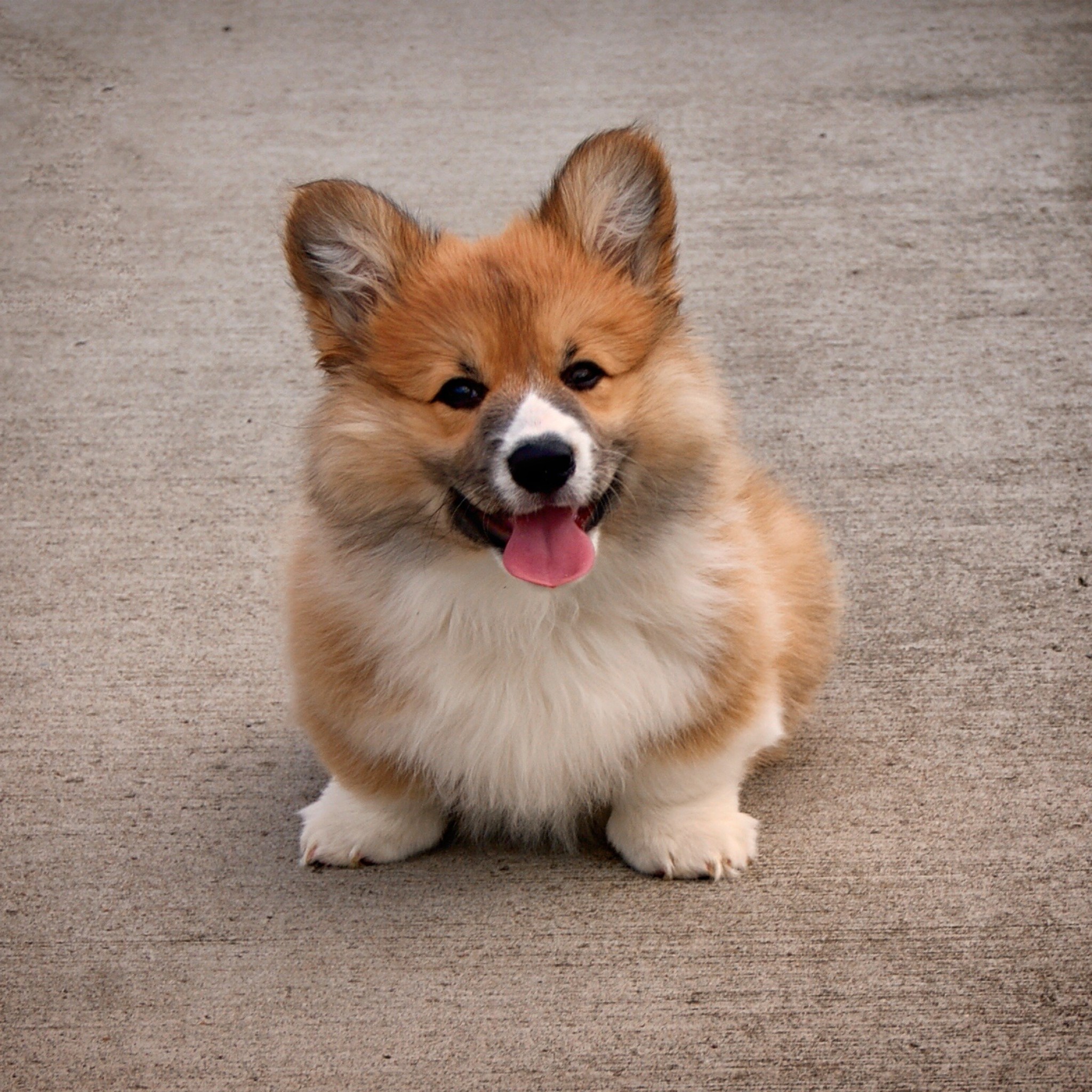 Corgi Puppies Wallpaper (54+ images)