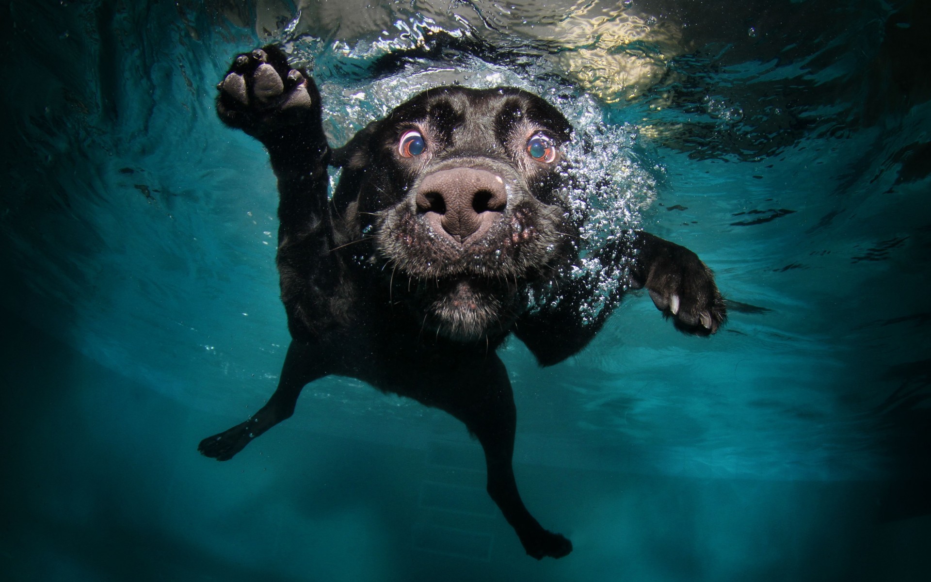 1920x1200 Black Dog Swim In Water Wallpaper - http://www.gbwallpapers.com