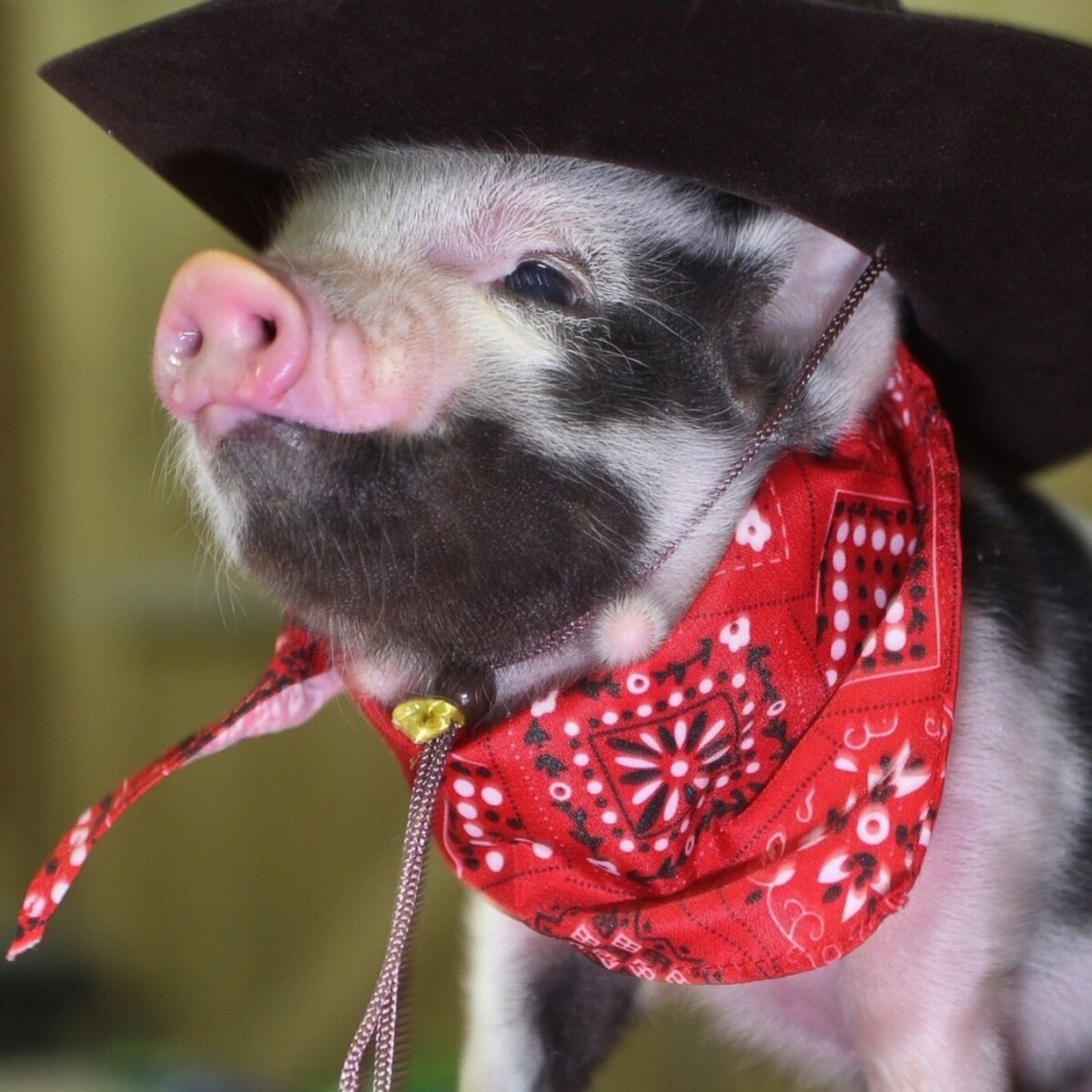 2048x2048  Wallpaper pig, little pig, cowboy hat, bandana
