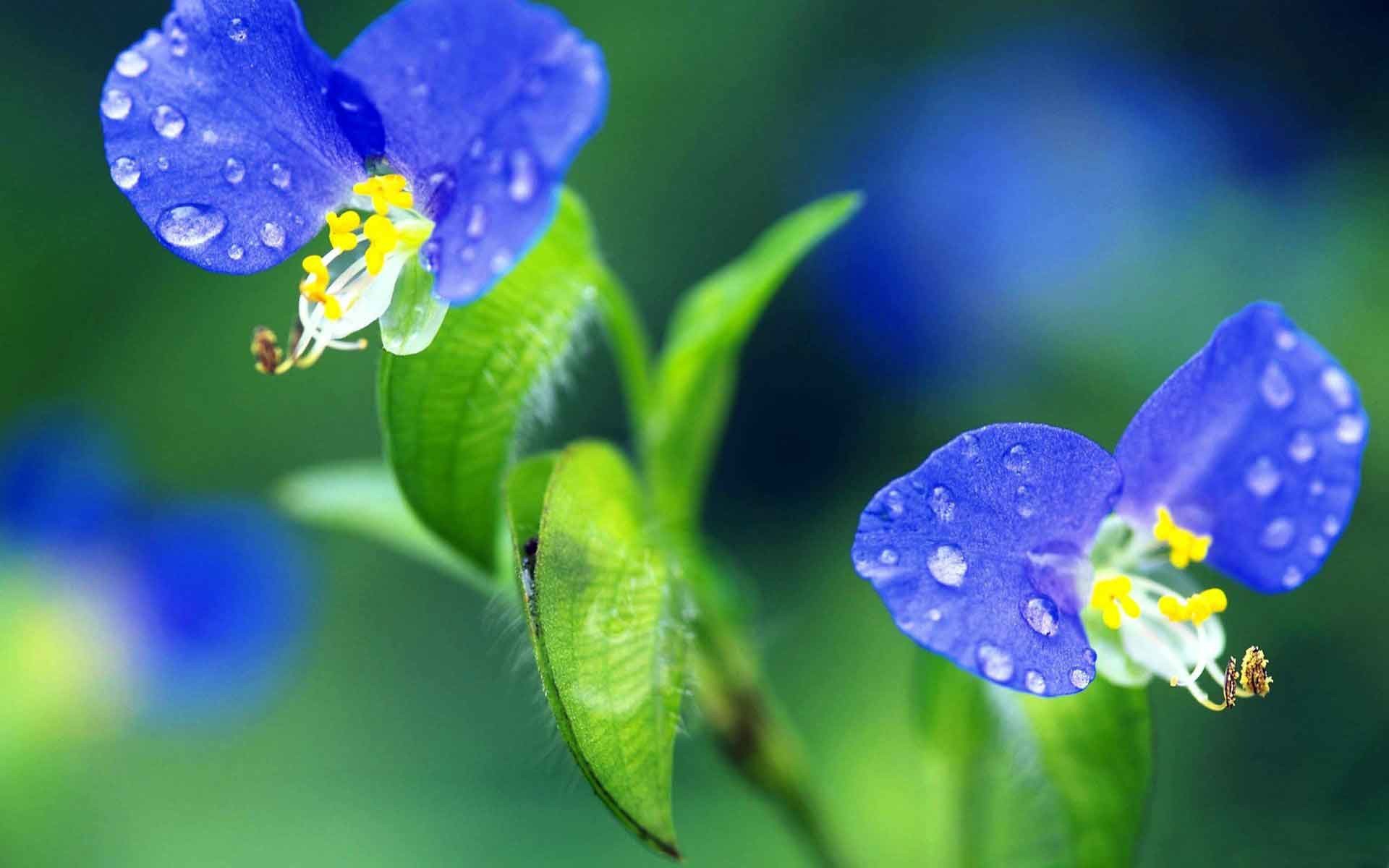 1920x1200 Flowers Water Droplets Macro Wallpaper HD Nature 1080p For PC
