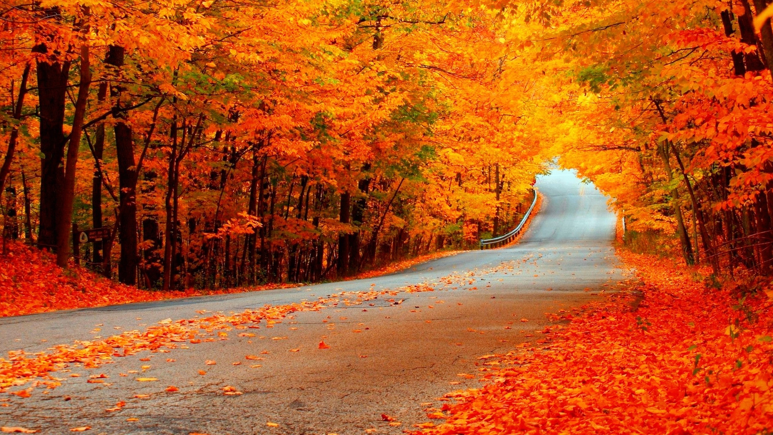 2560x1440 Fall Foliage Wallpapers | HD Wallpapers ...