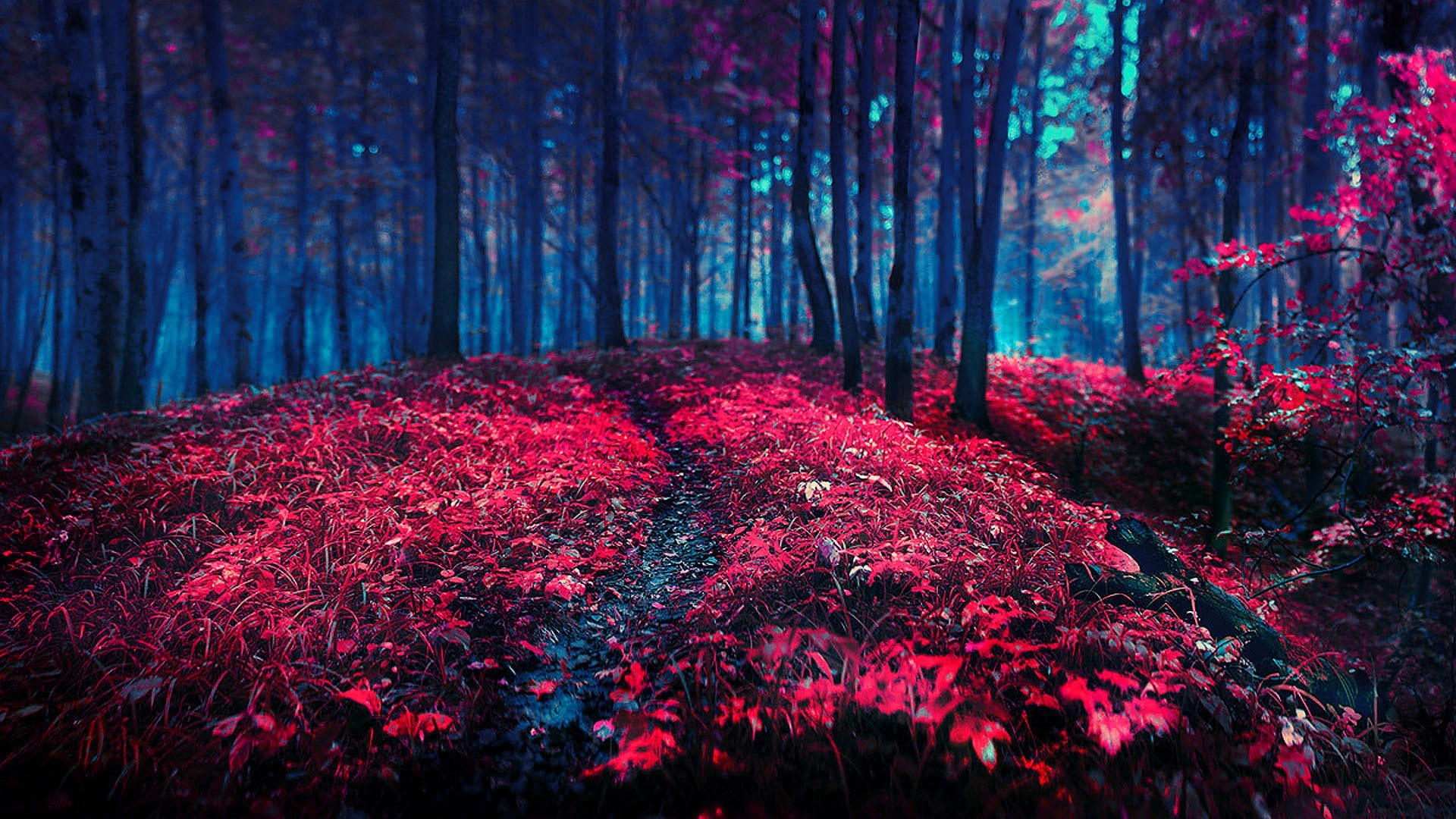 1920x1080 Red Forest Wallpapers 33538