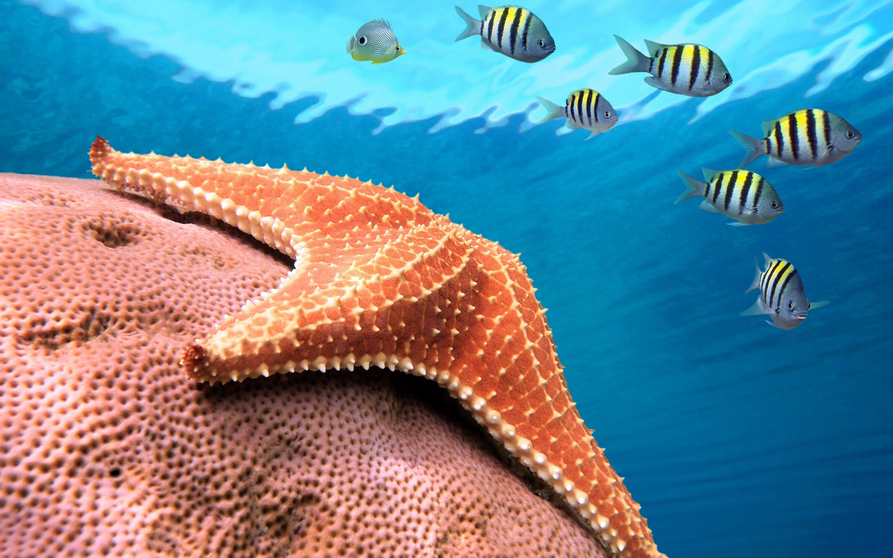 2880x1800 HD Wallpaper | Background ID:421412.  Animal Starfish