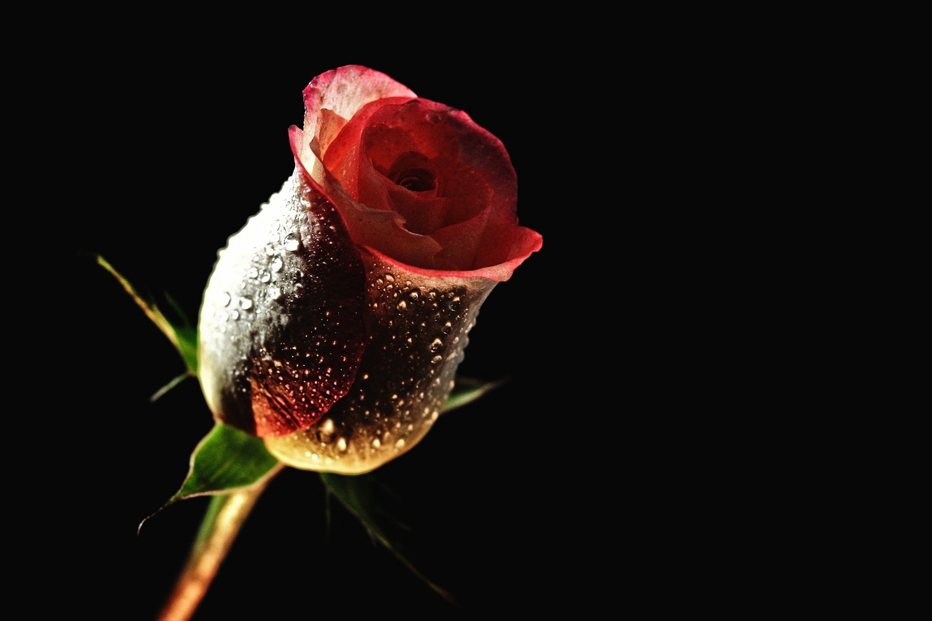 1920x1280 Explore Flower Backgrounds, Hd Backgrounds, and more! Red Rose With Black  Backgrounds Wallpaper