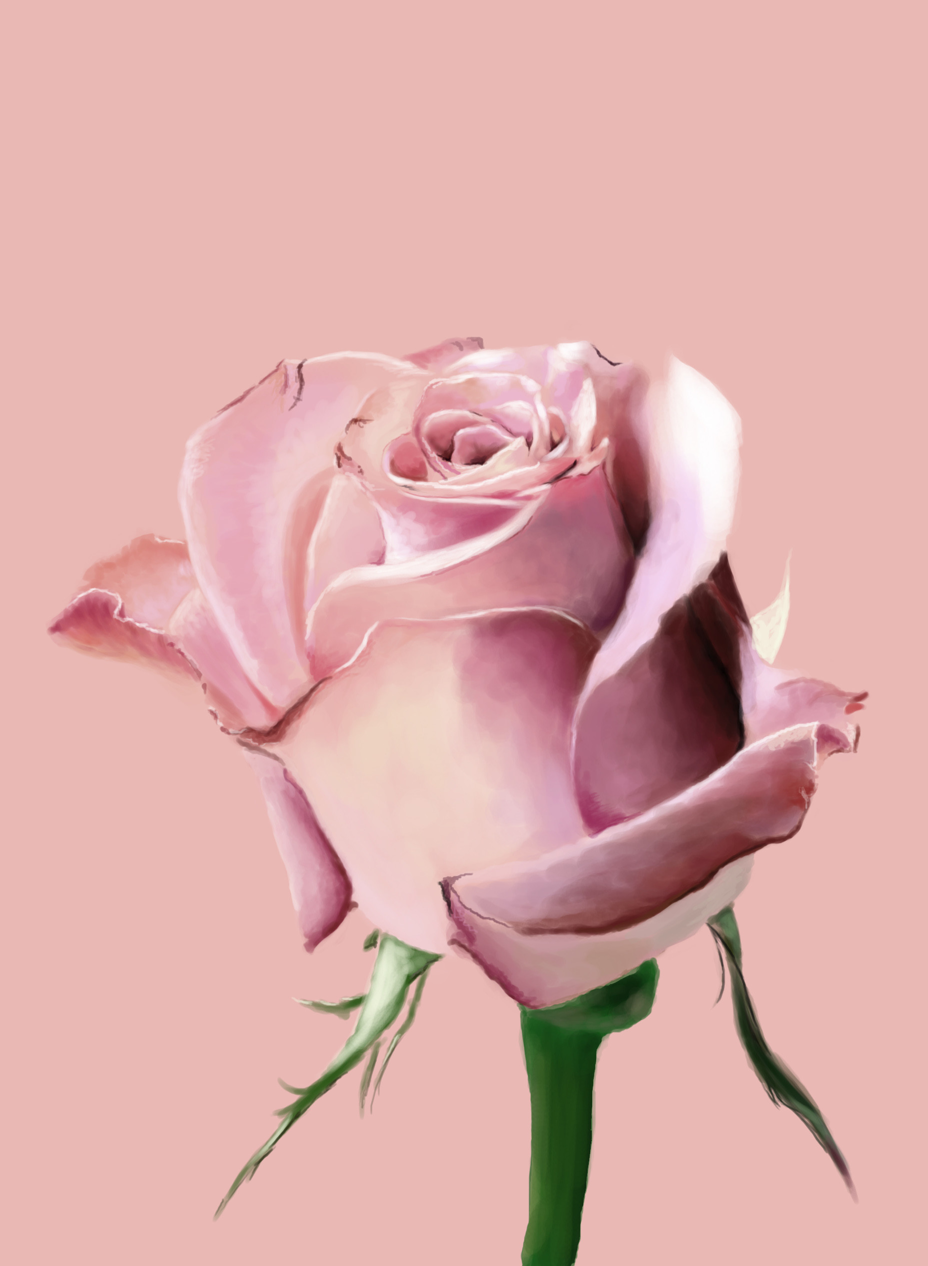 1857x2532 Single Pink Rose Wallpapers High Definition