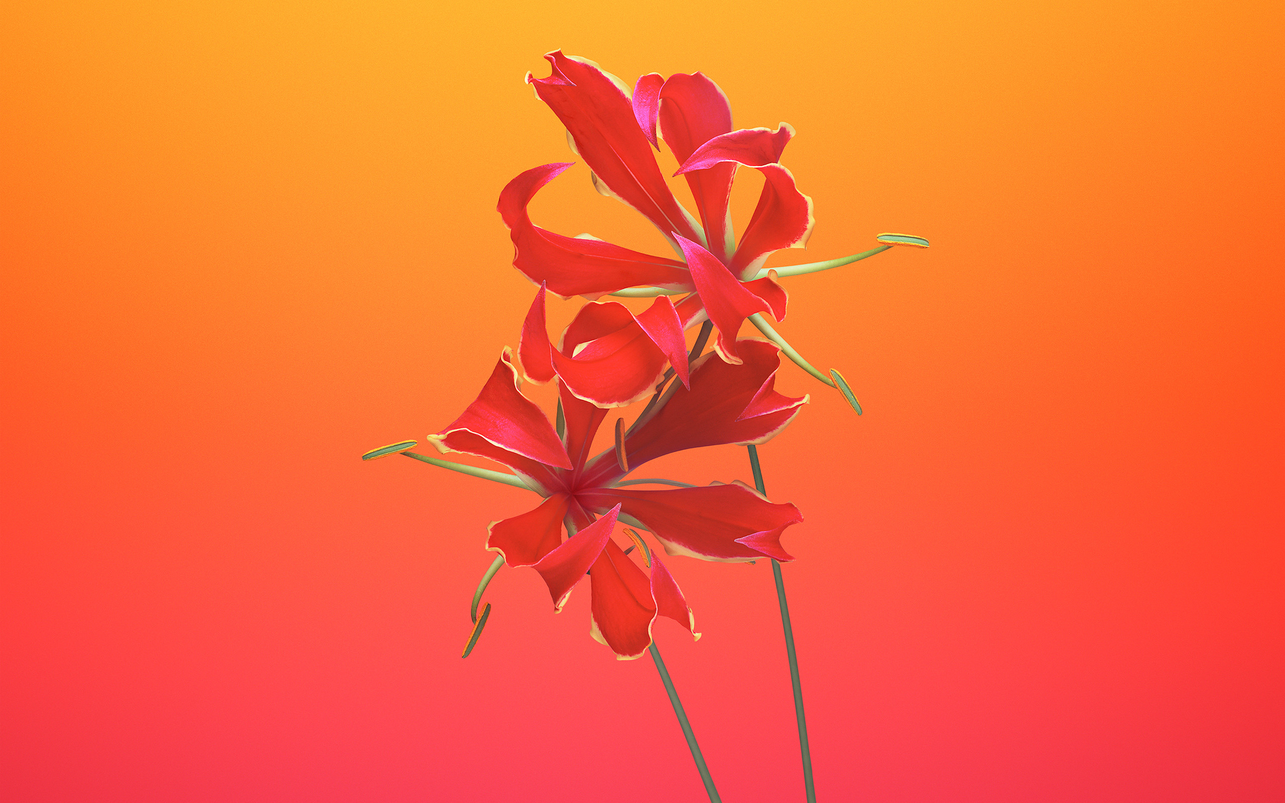 2560x1600 Gloriosa Flower iOS 11 iPhone 8 iPhone X Stock
