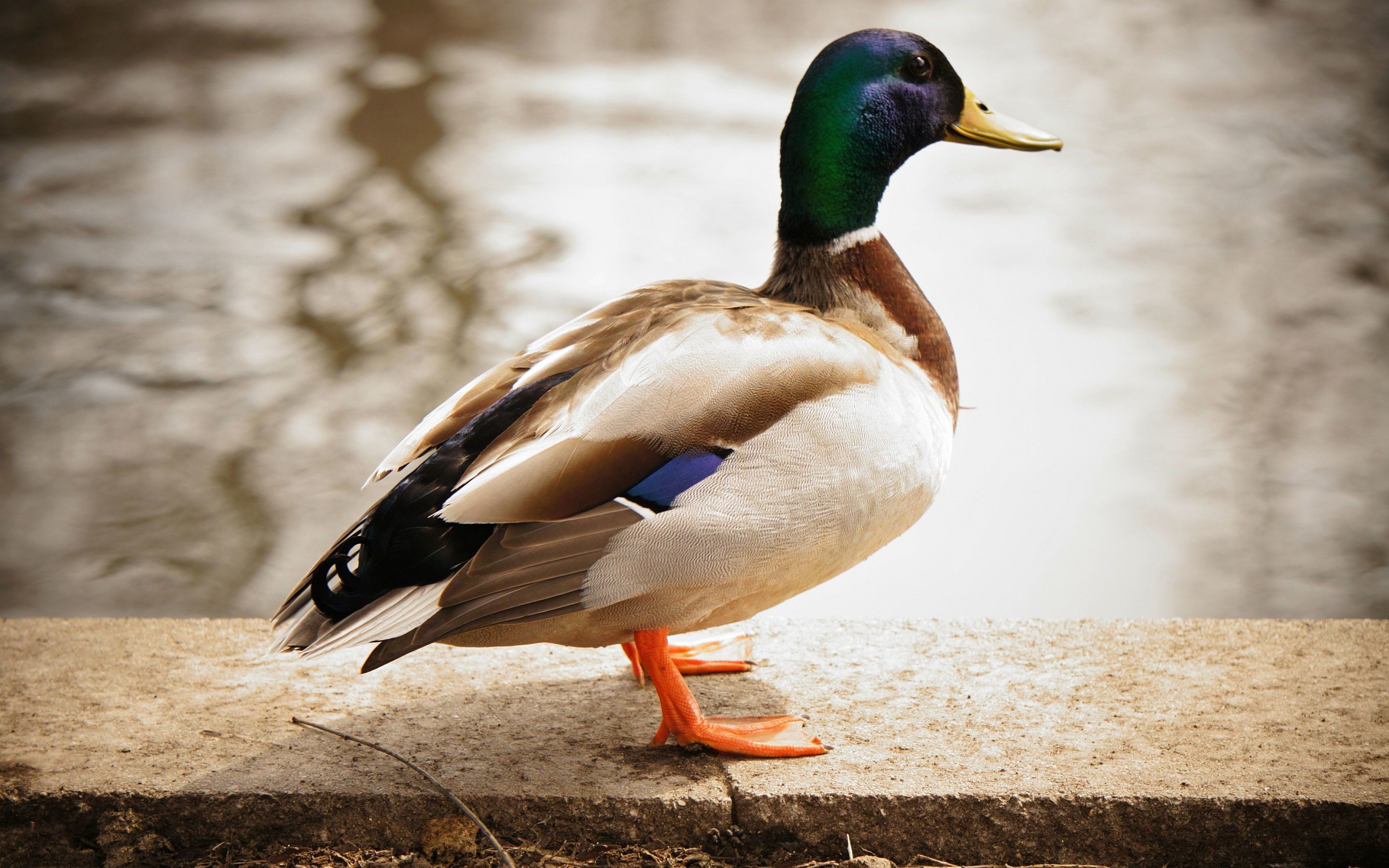 2880x1800 mallard duck - Google Search Duck Wallpaper, Animal Wallpaper, Male Duck,  Mallard,