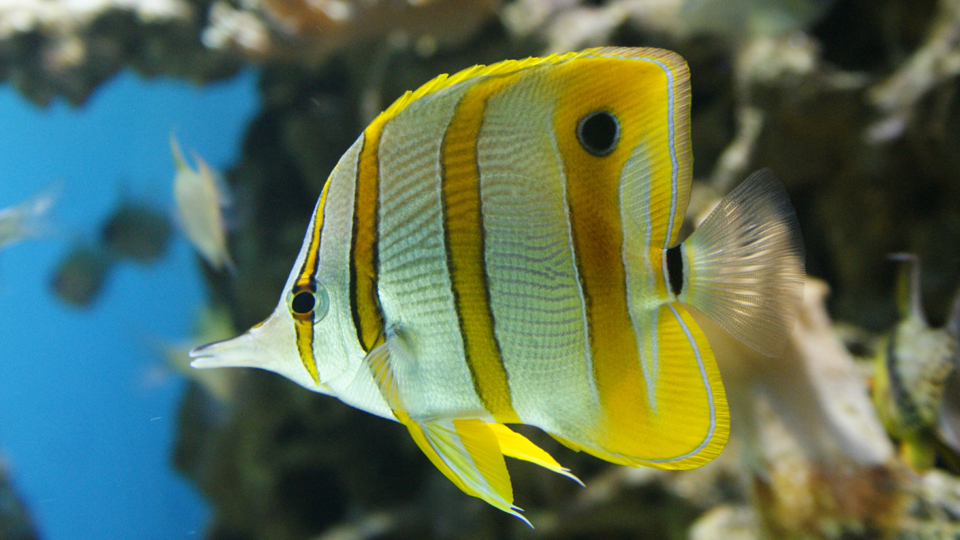 1920x1080 Butterfly Fish