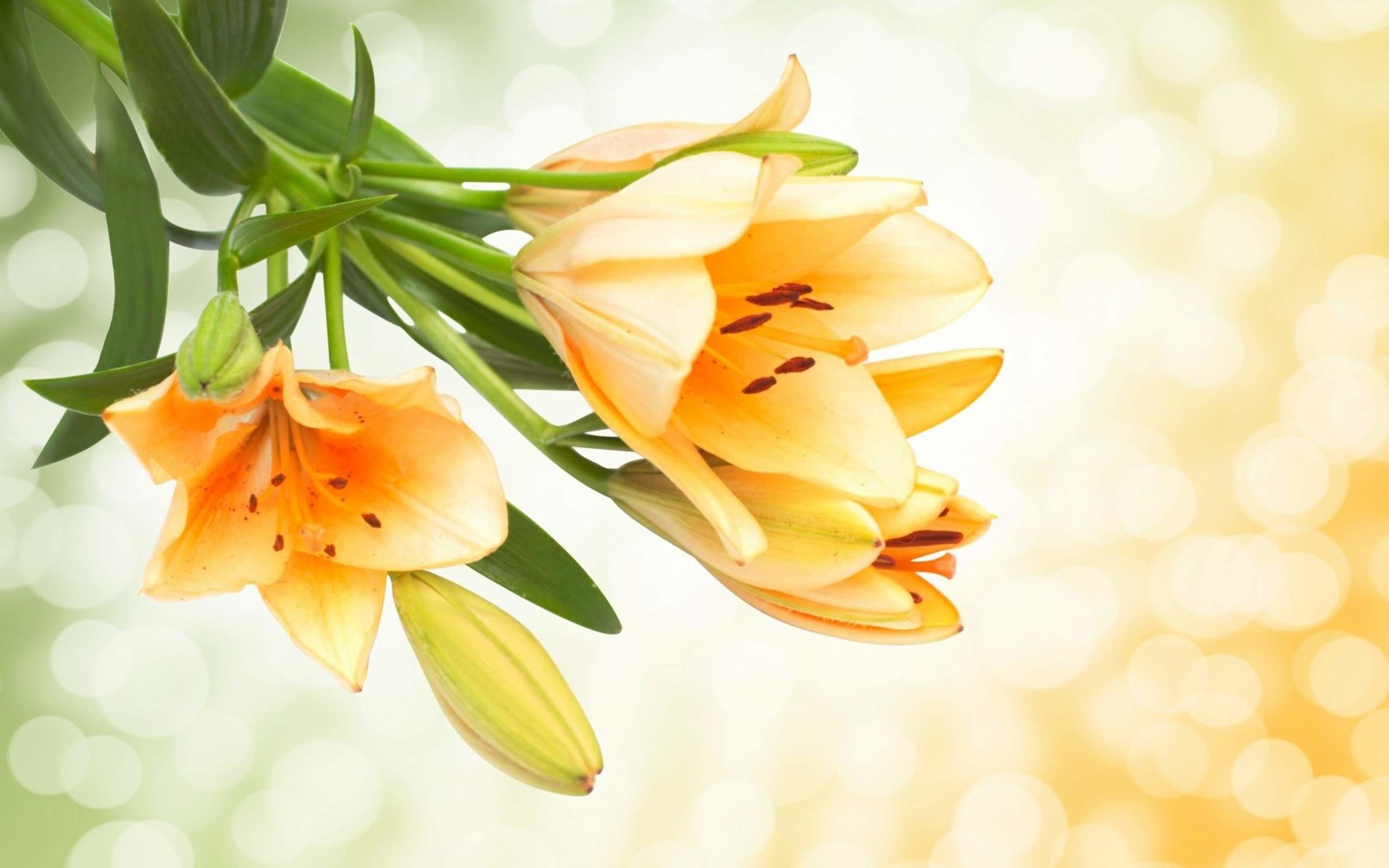 2560x1600 lovely Lily Flowers Desktop Wallpapers