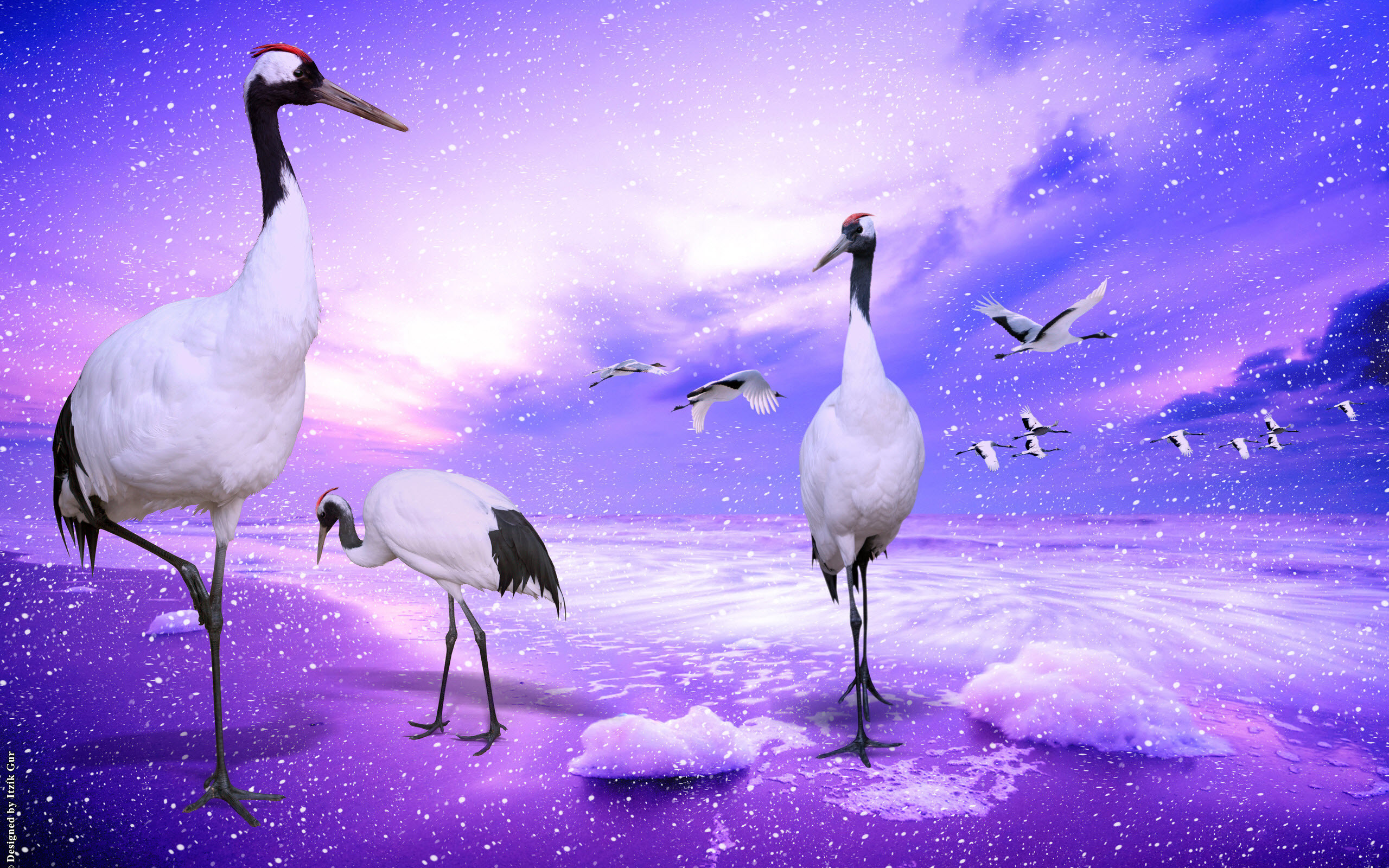 2560x1600 red crowned cranes japan wide is an HD wallpaper posted in Animals and  Birds category.