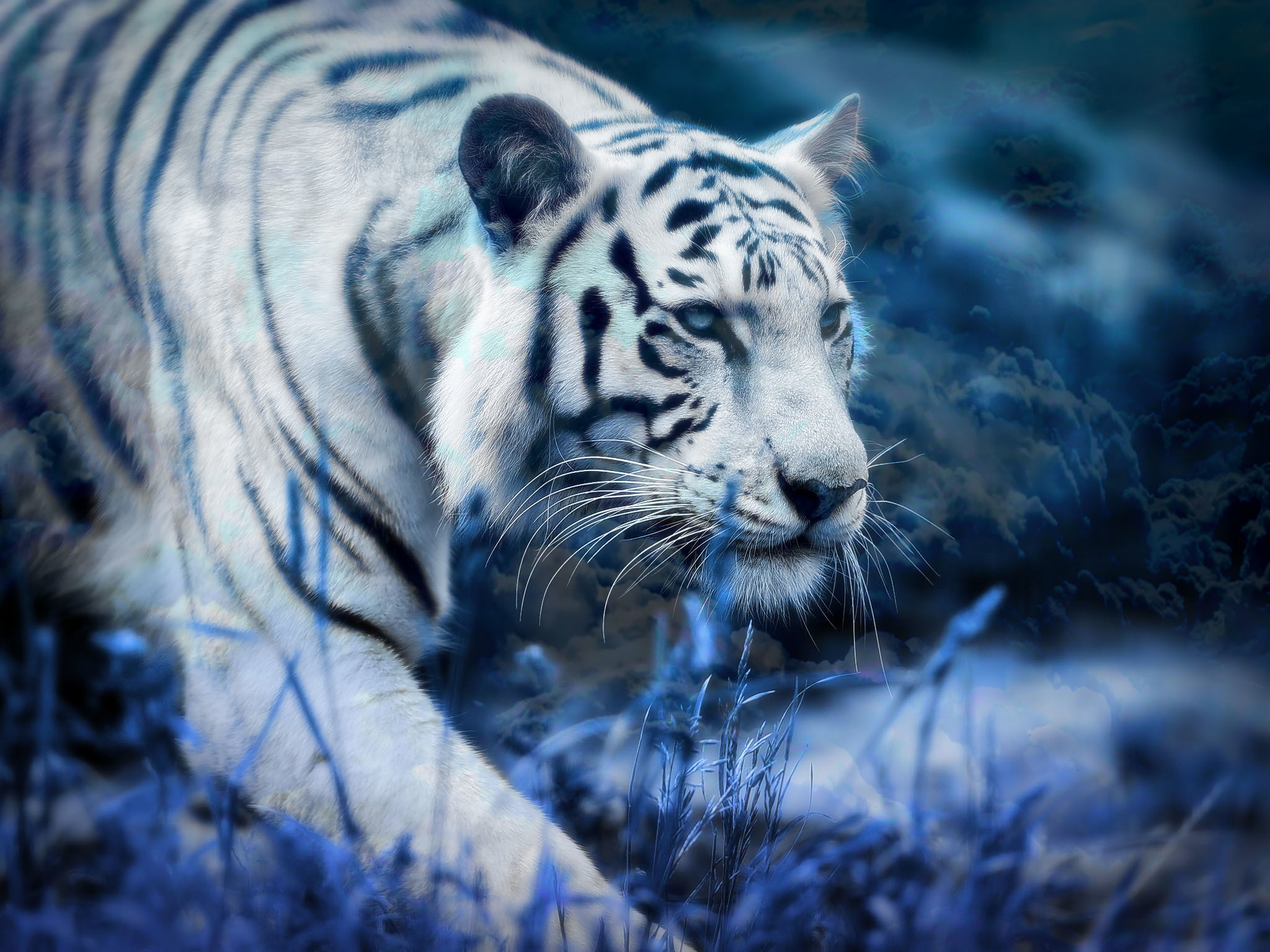 2048x1536 Tiere - WeiÃer Tiger Wallpaper