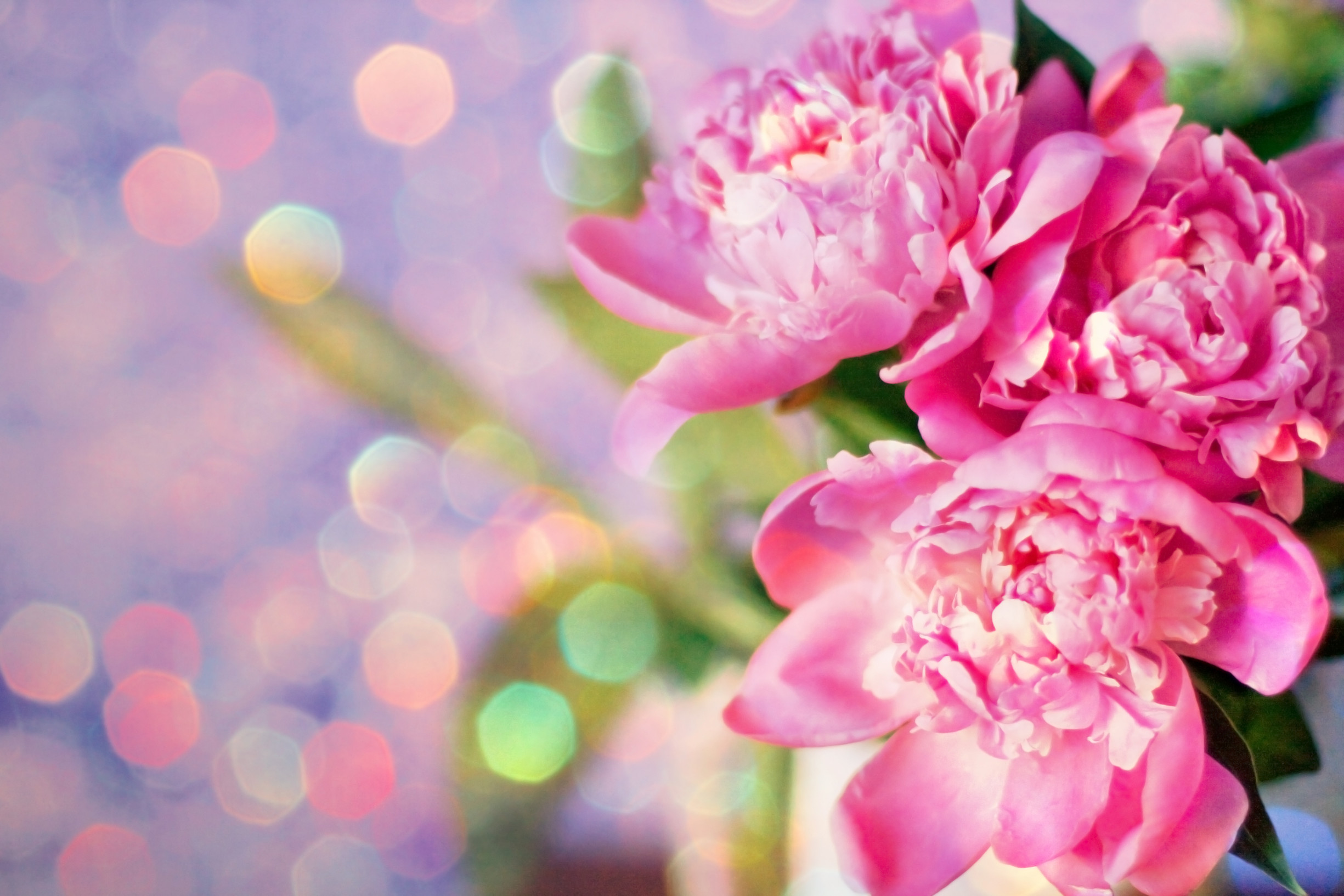 Peony Wallpaper 60 Images Peony Wallpaper 60 Images