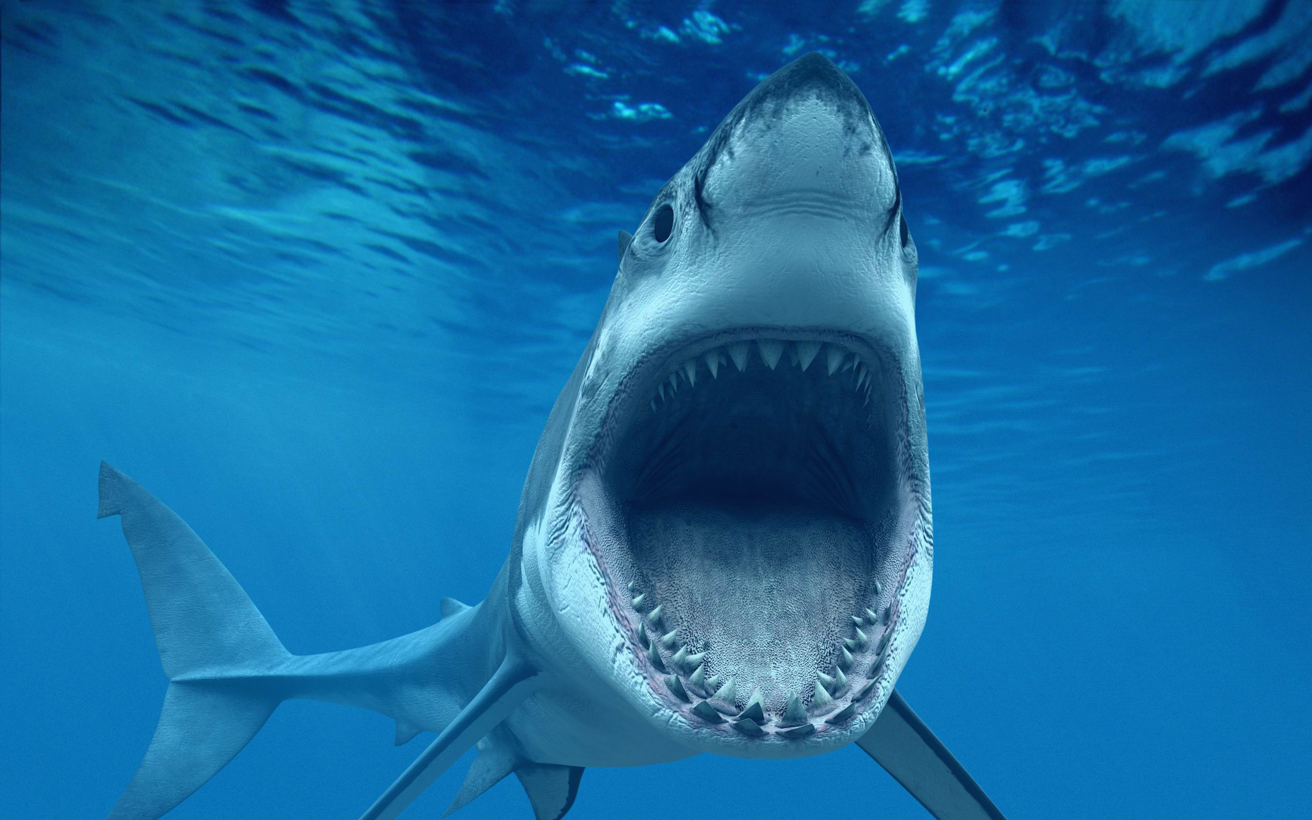 2560x1600 Shark Open Jaws