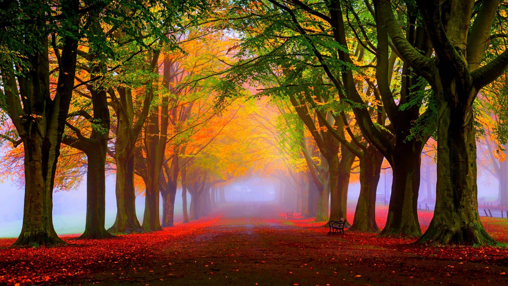 1920x1080 Fall Foliage Wallpapers Free Download.