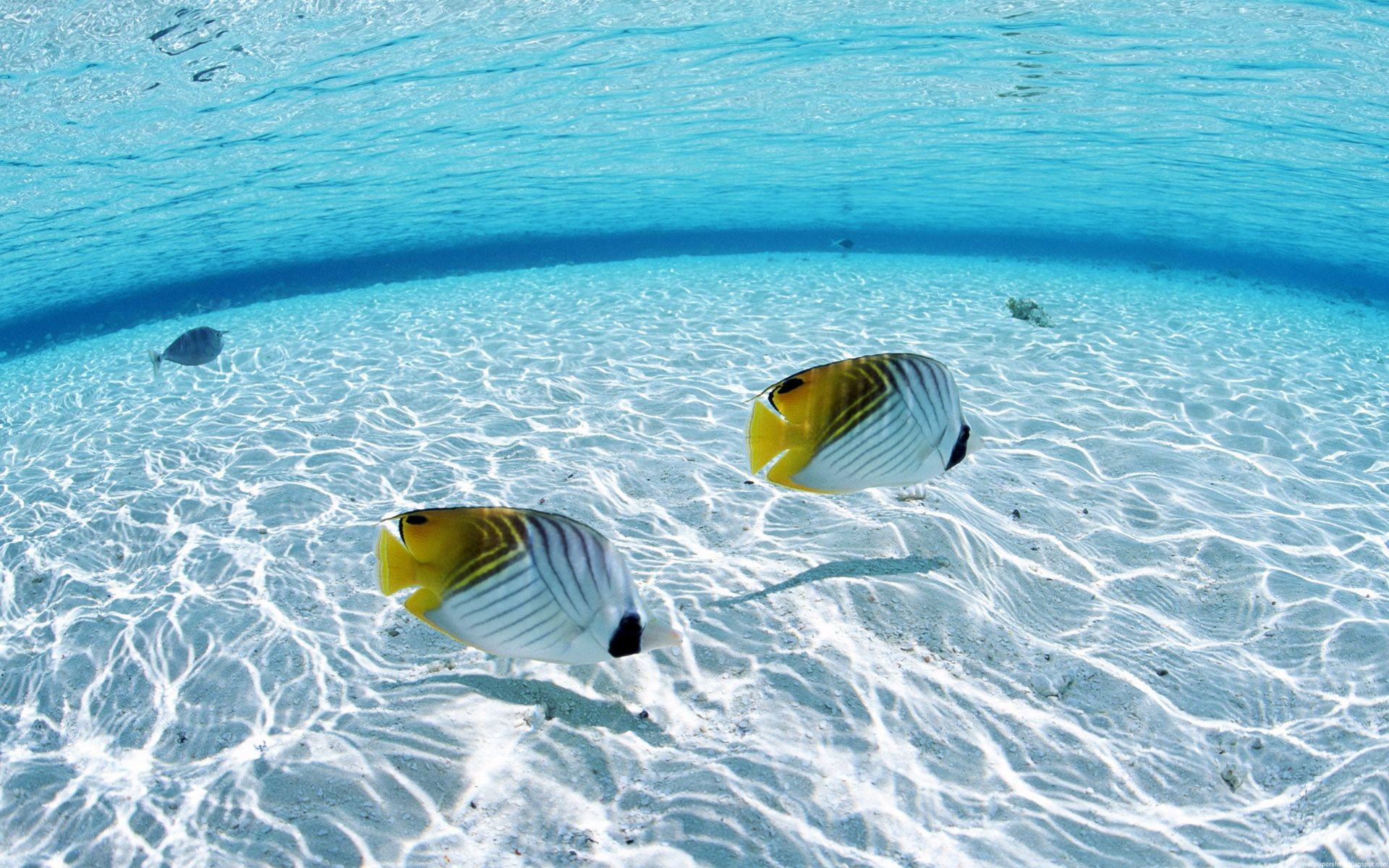 1920x1200 deep-water-gold-fish-beach-hd-wallpaper-desktop-background