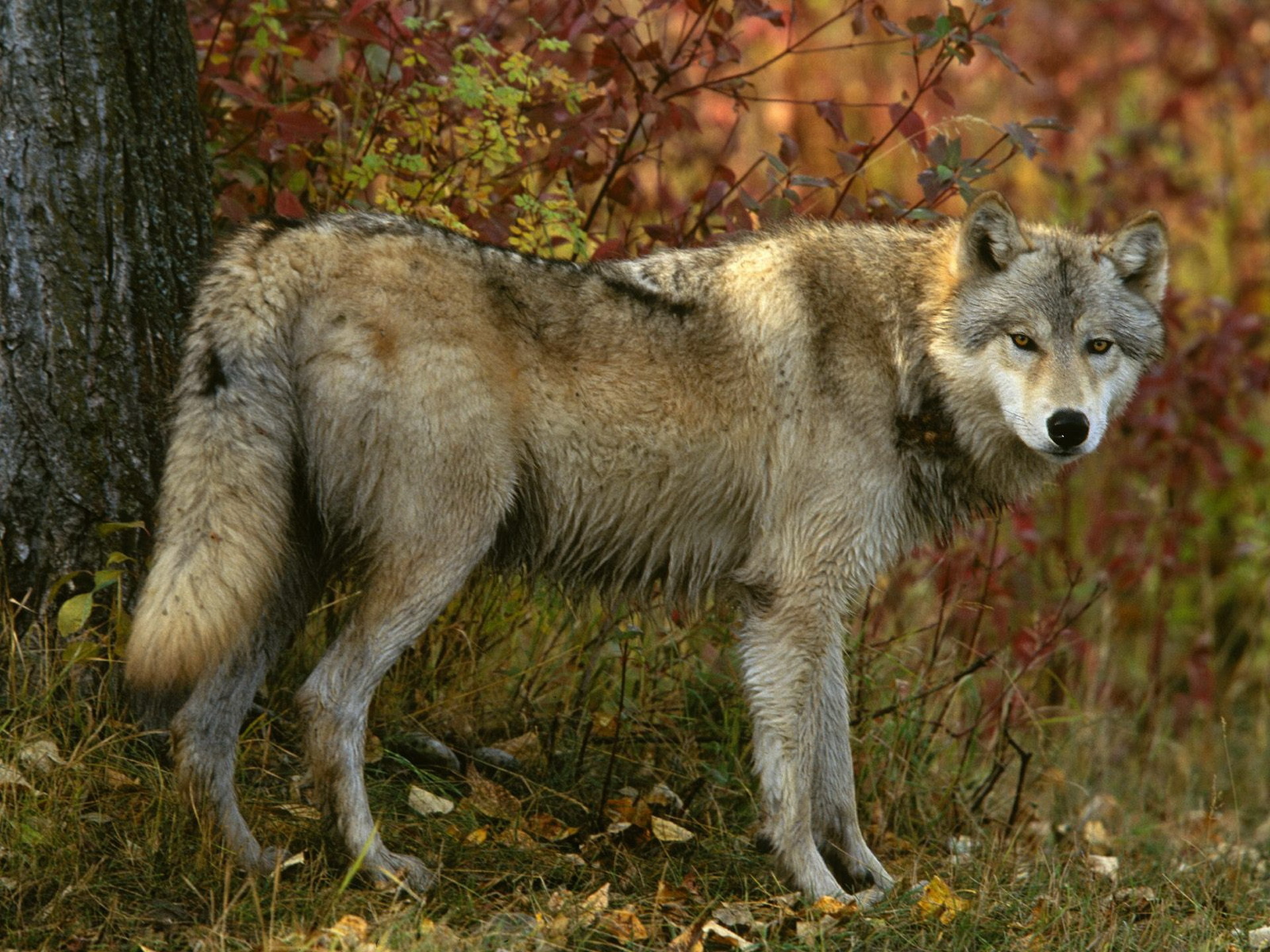 1920x1440 Gray Wolf in Autumn