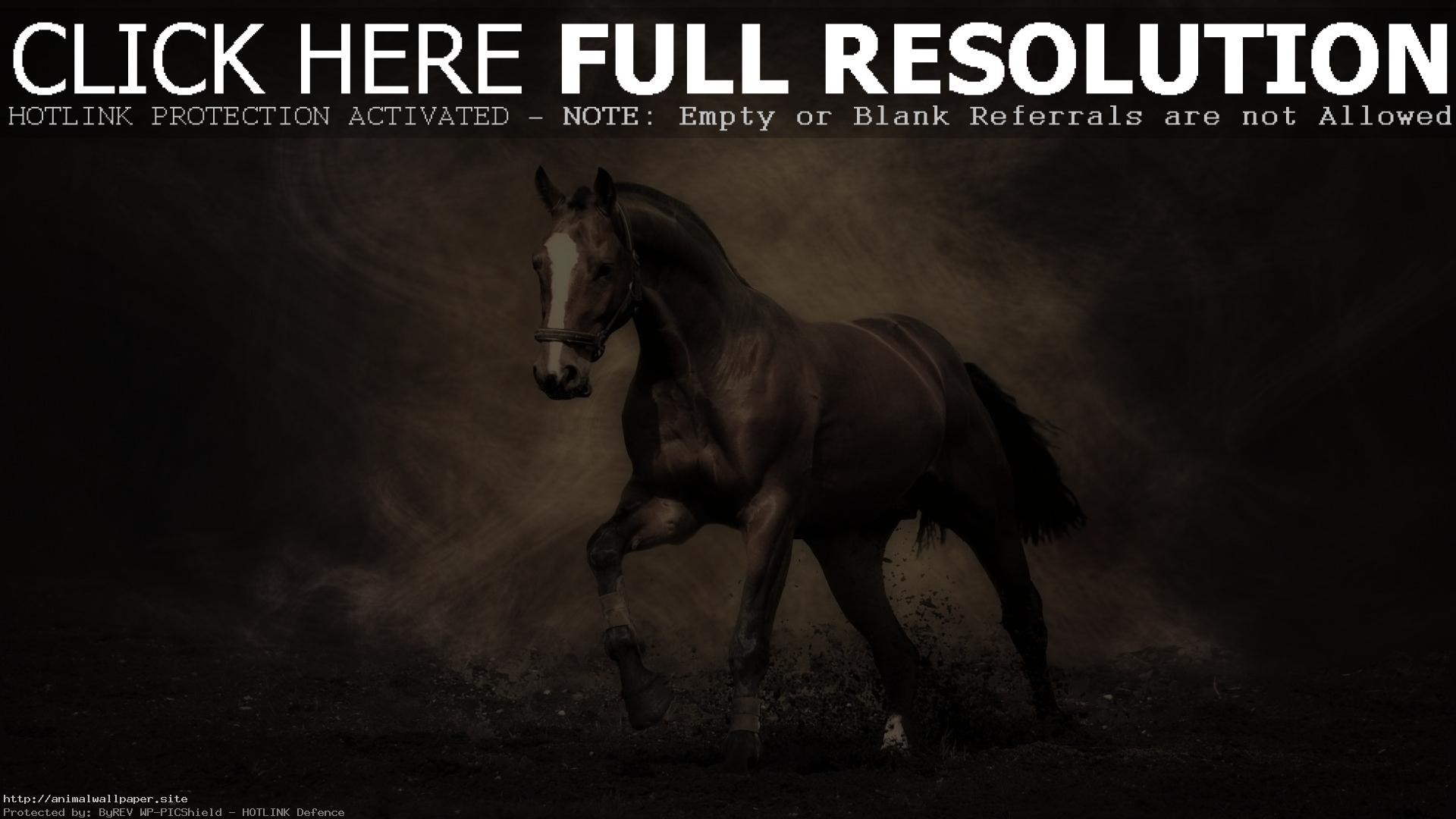 1920x1080 The Most Beautiful Wallpaper Background Horse
