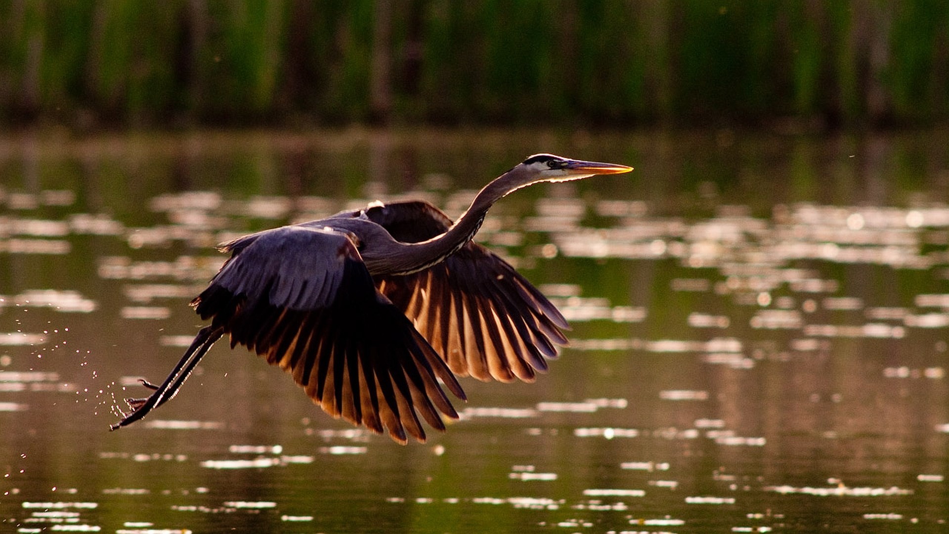 1920x1080 Gray Heron Wallpapers by William Rooney #9