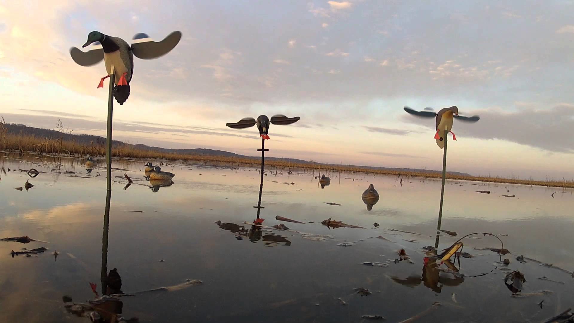 1920x1080 wallpaper.wiki-Duck-Hunting-Pictures-HD-PIC-WPD008137