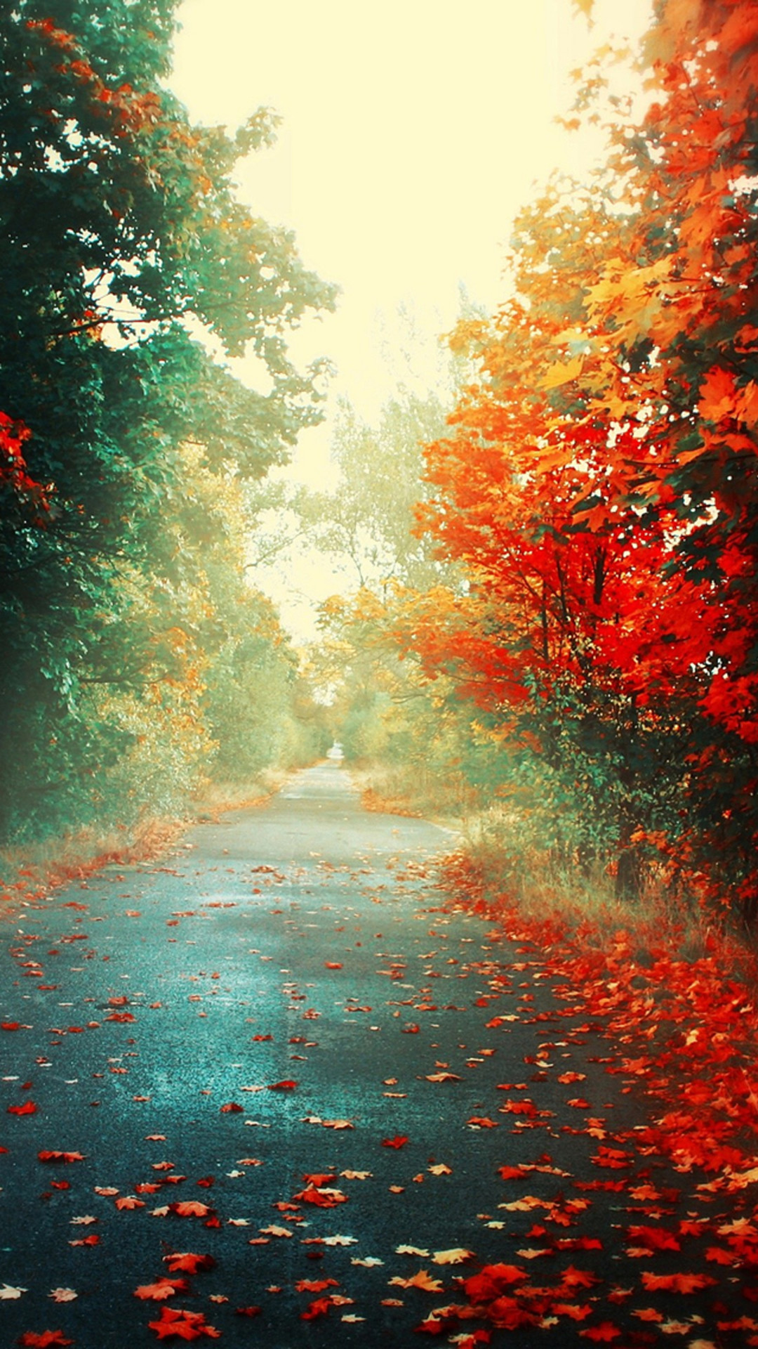 1080x1920 Nature Autumn Red Maple Leafy Road #iPhone #7 #wallpaper