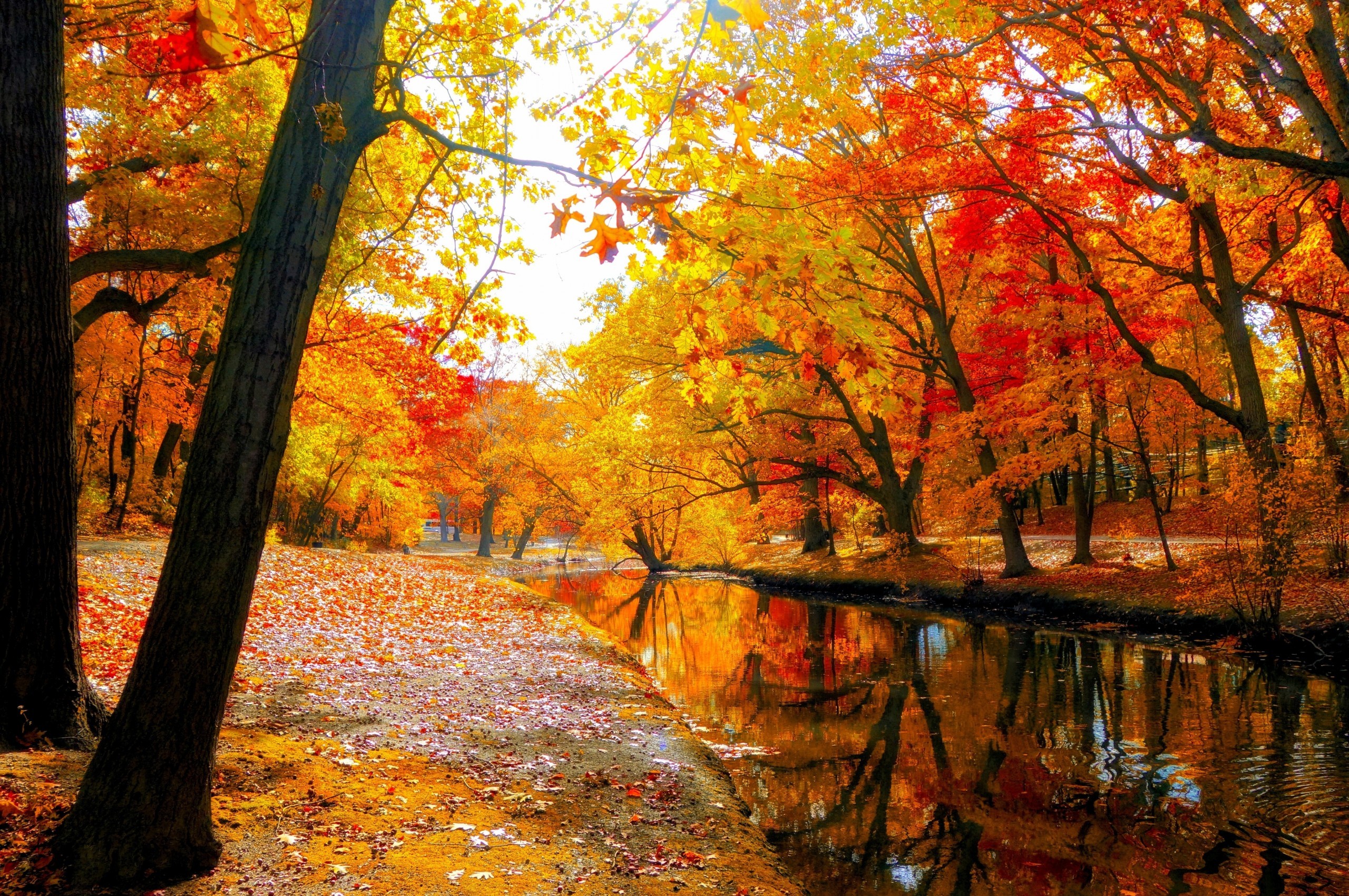 2560x1700 Autumn, Mini River, Leaves, Tree