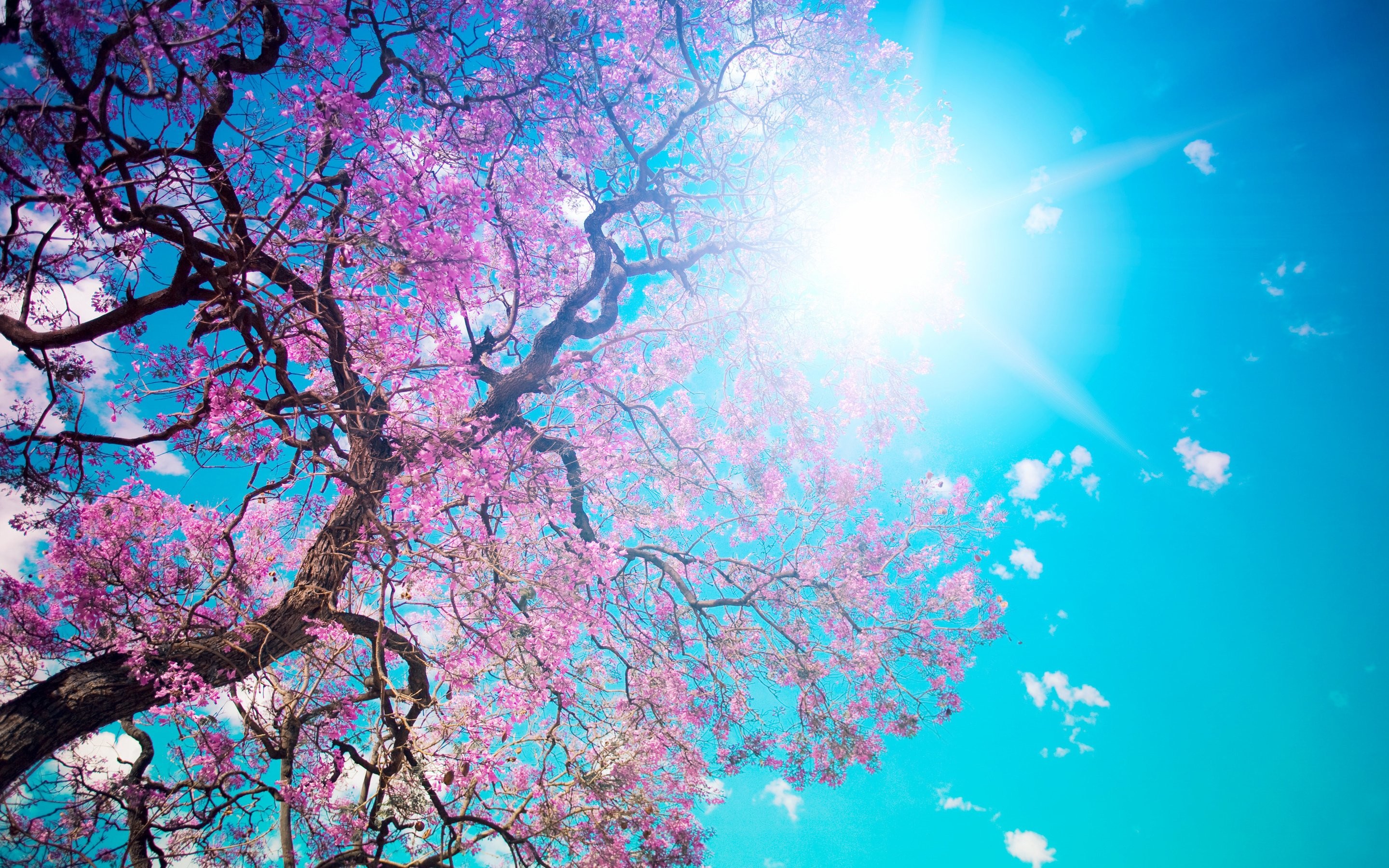 2880x1800 nature, bloom, beauty, pink, tree, beautiful, tree, blossom, sun, petals,  blue, sky, dazzling Wallpaper HD