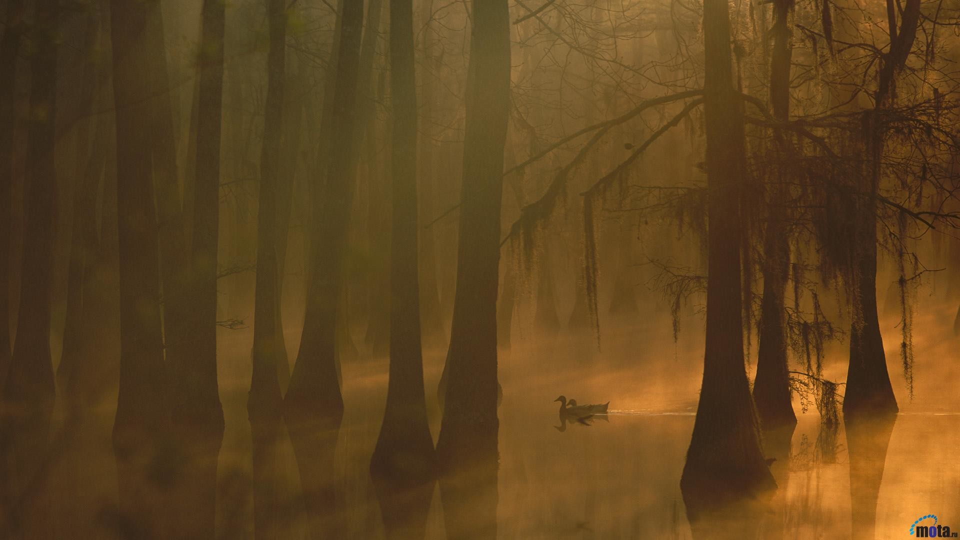 1920x1080 wallpapers Wild ducks are swimming in the swamp forest Louisiana USA  