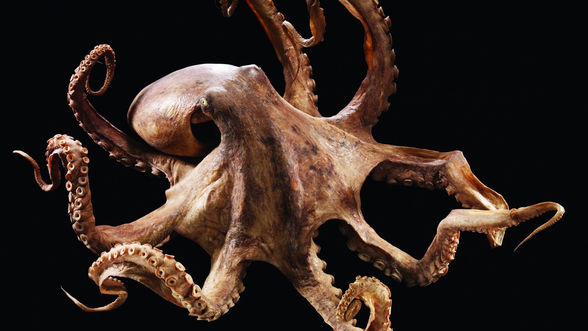 1920x1080 Octopus Tag - Ocean Octopus Sea Sealife Underwater Desktop Background Fish  Tank Moving for HD 16