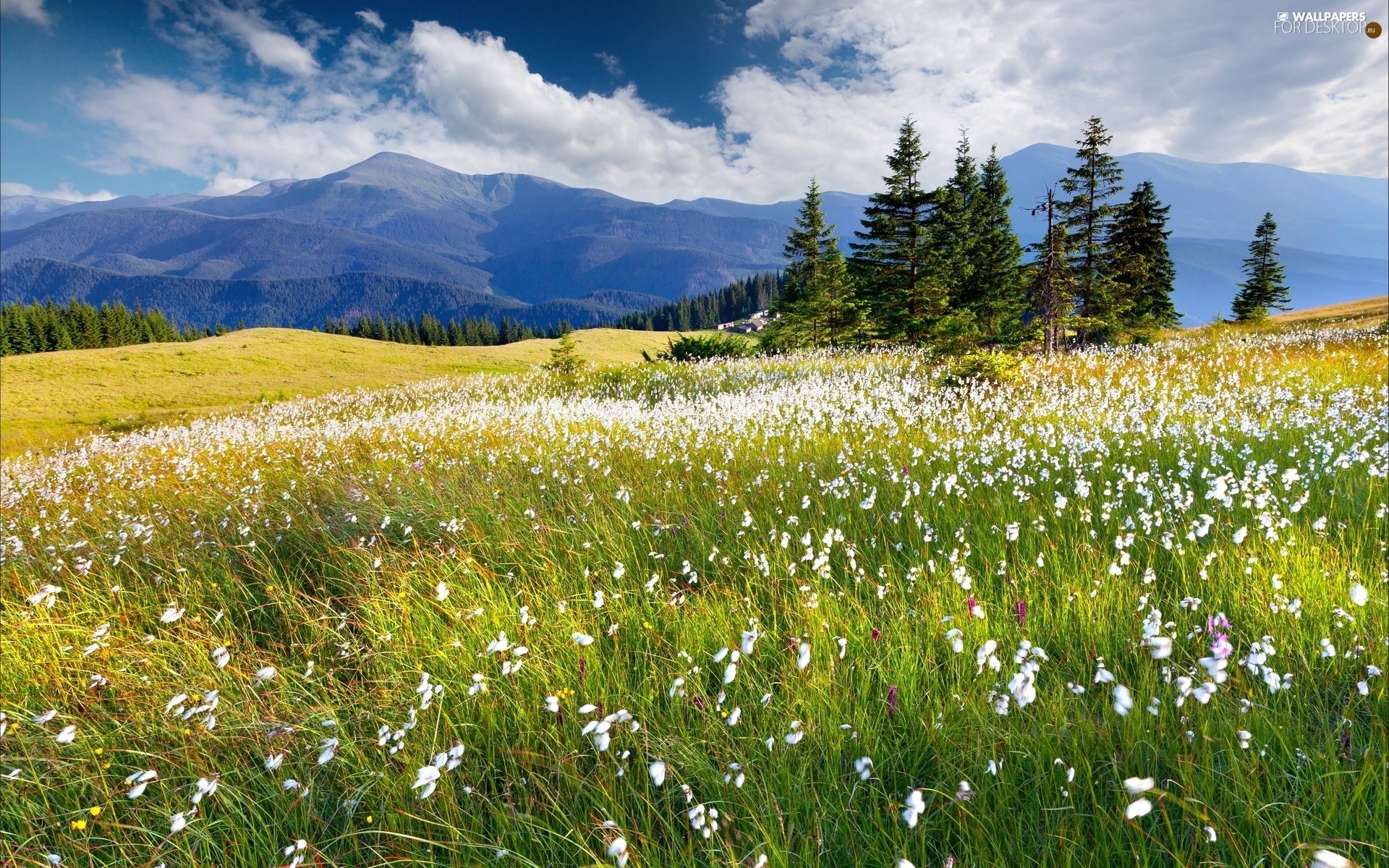 1920x1200 woods, Meadow, clouds, Spring, Mountains, Flowers