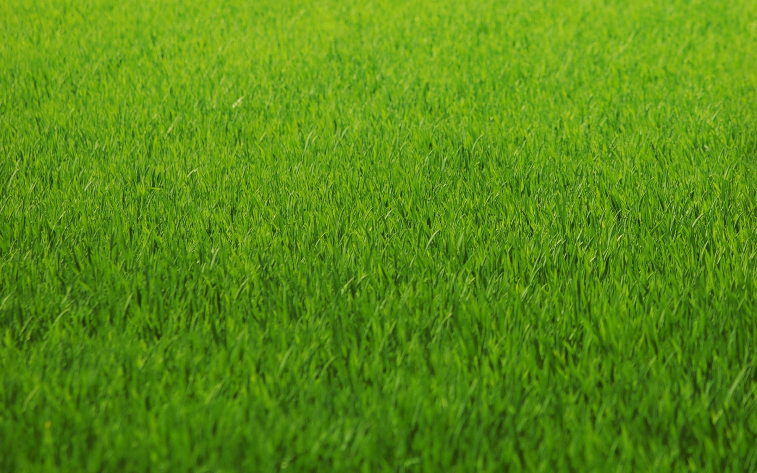 2560x1600 HD-Grass-Wallpaper