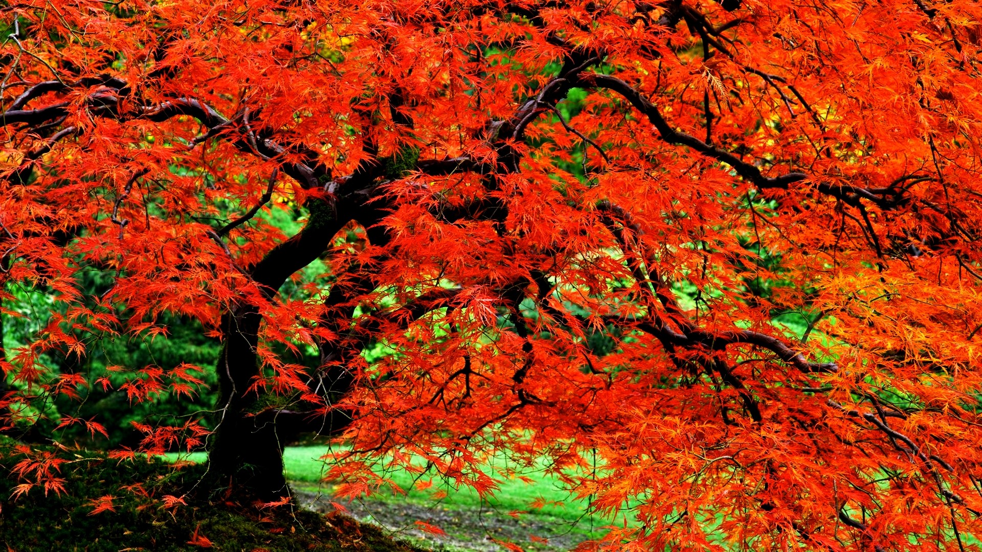 1920x1080 Jorden/Natur - Tree Natur Fall Foliage RÃ¶d Close-Up LÃ¶v TrÃ¤dgÃ¥rd Japanese  Bakgrund