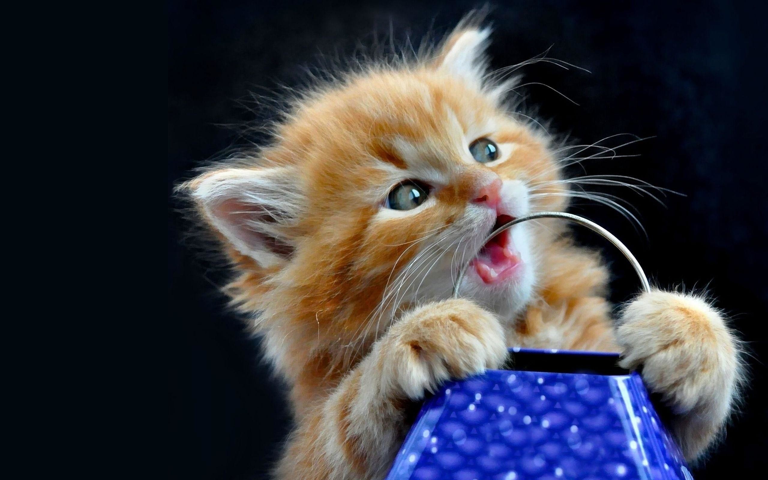 2560x1600 Cute Kitten Desktop Wallpaper Free