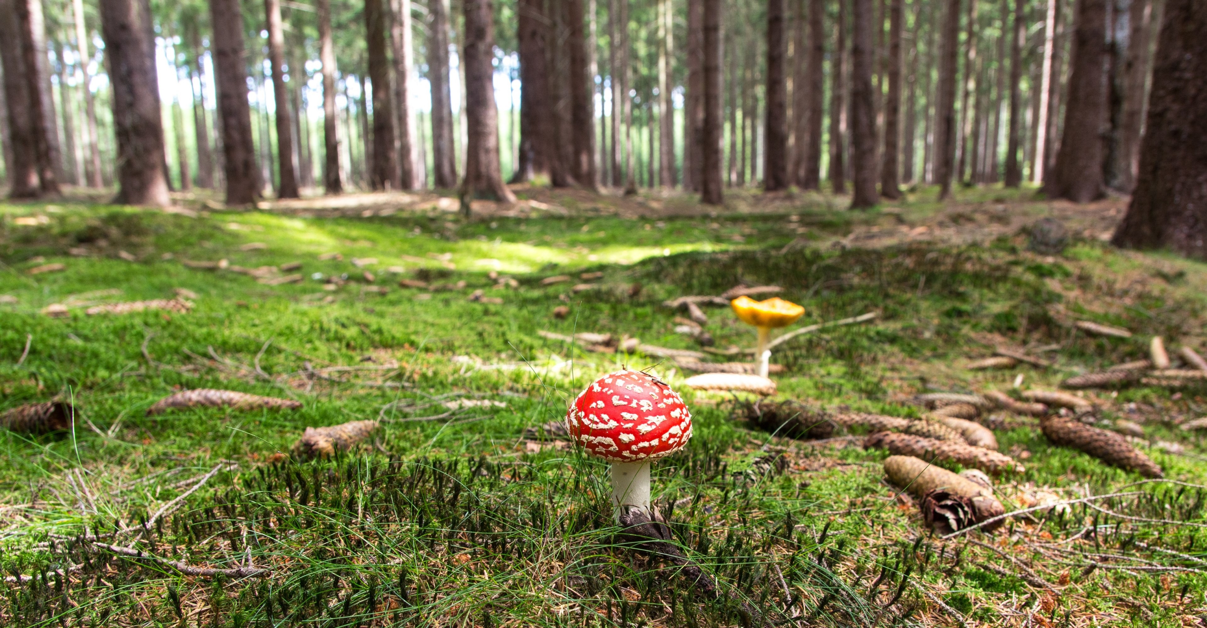 3840x2000 # #fly agaric #mushroom #forest #forestry #forest floor 4k  wallpaper and background #106377