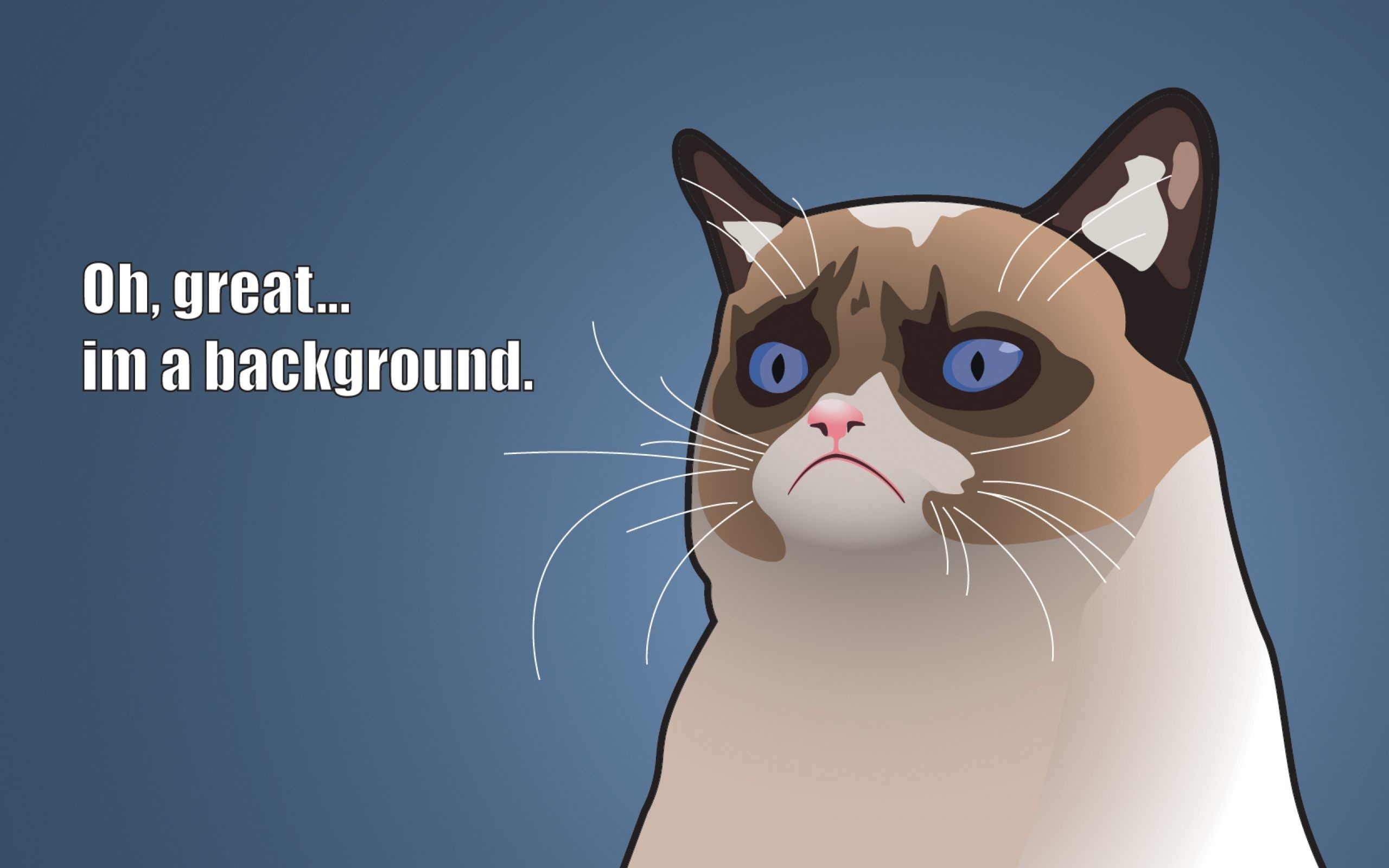 2560x1600 Angry Cat Meme Funny Wallpaper