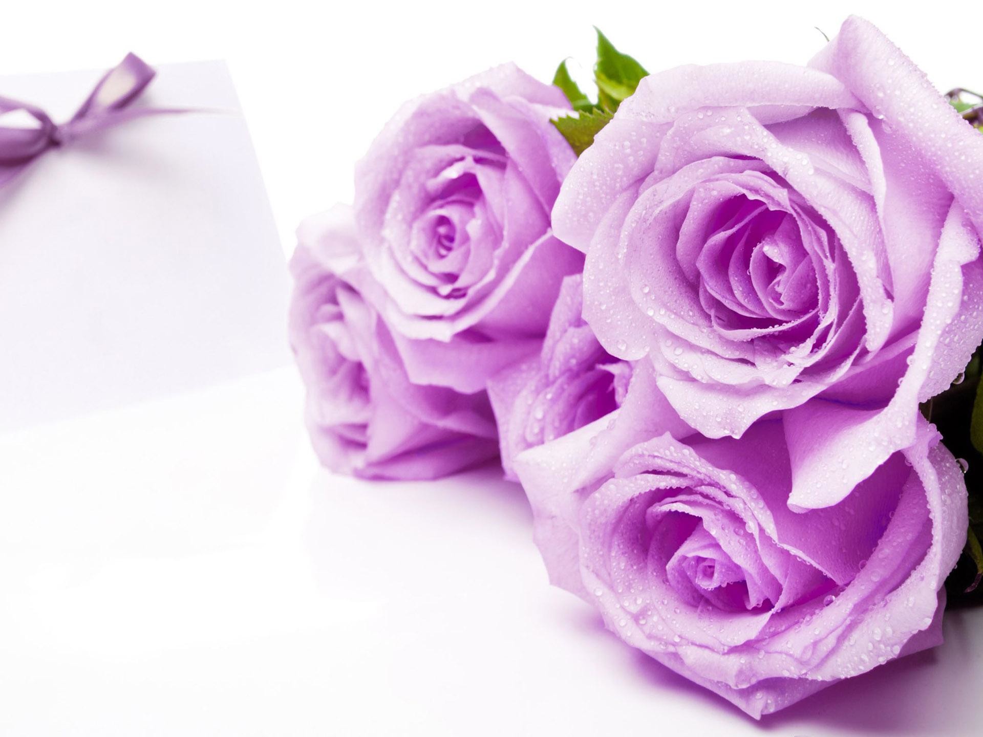 1920x1440 Purple Roses