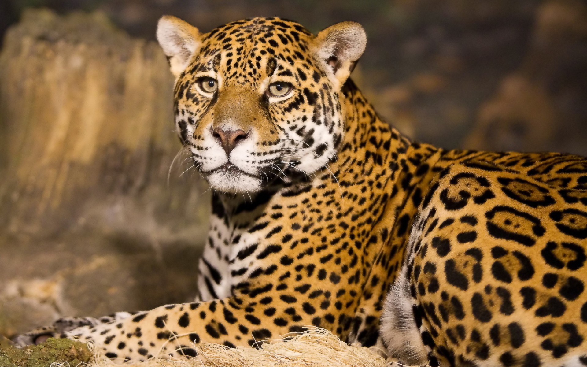 1920x1200 Big Cats images Leopard HD wallpaper and background photos