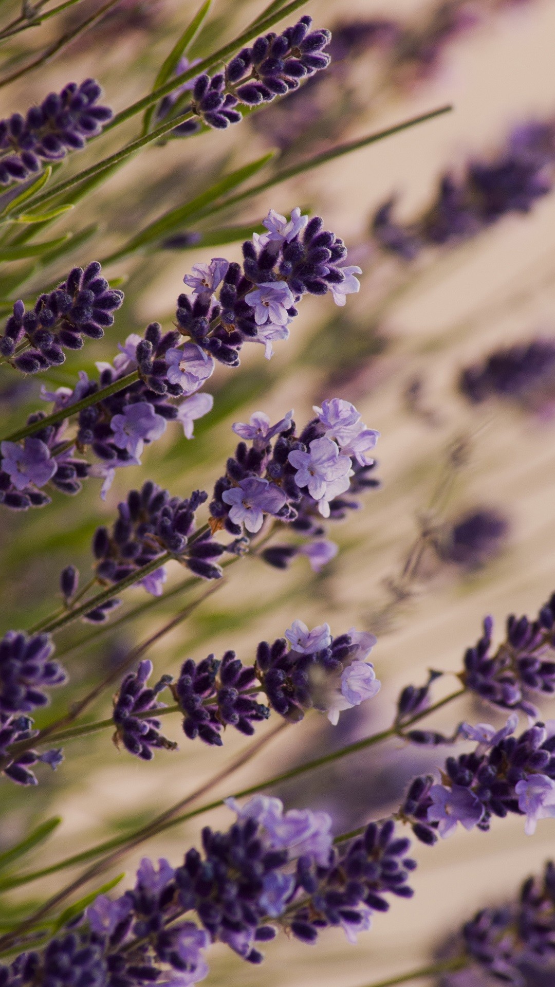 1080x1920 Beautiful-lavender-macro-meadow-iPhone-S-Plus--