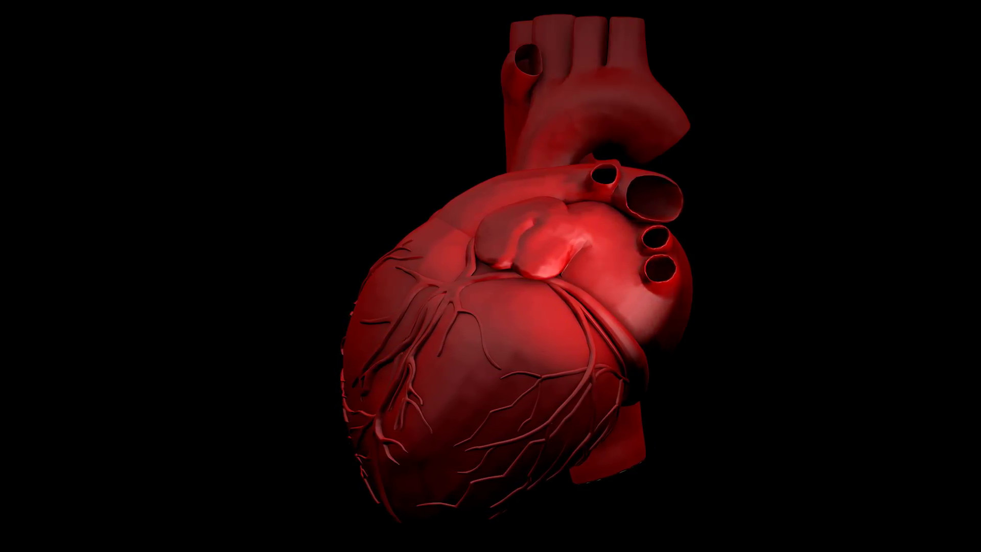 1920x1080 Animation of a human heart gyrating on black background Motion Background -  VideoBlocks