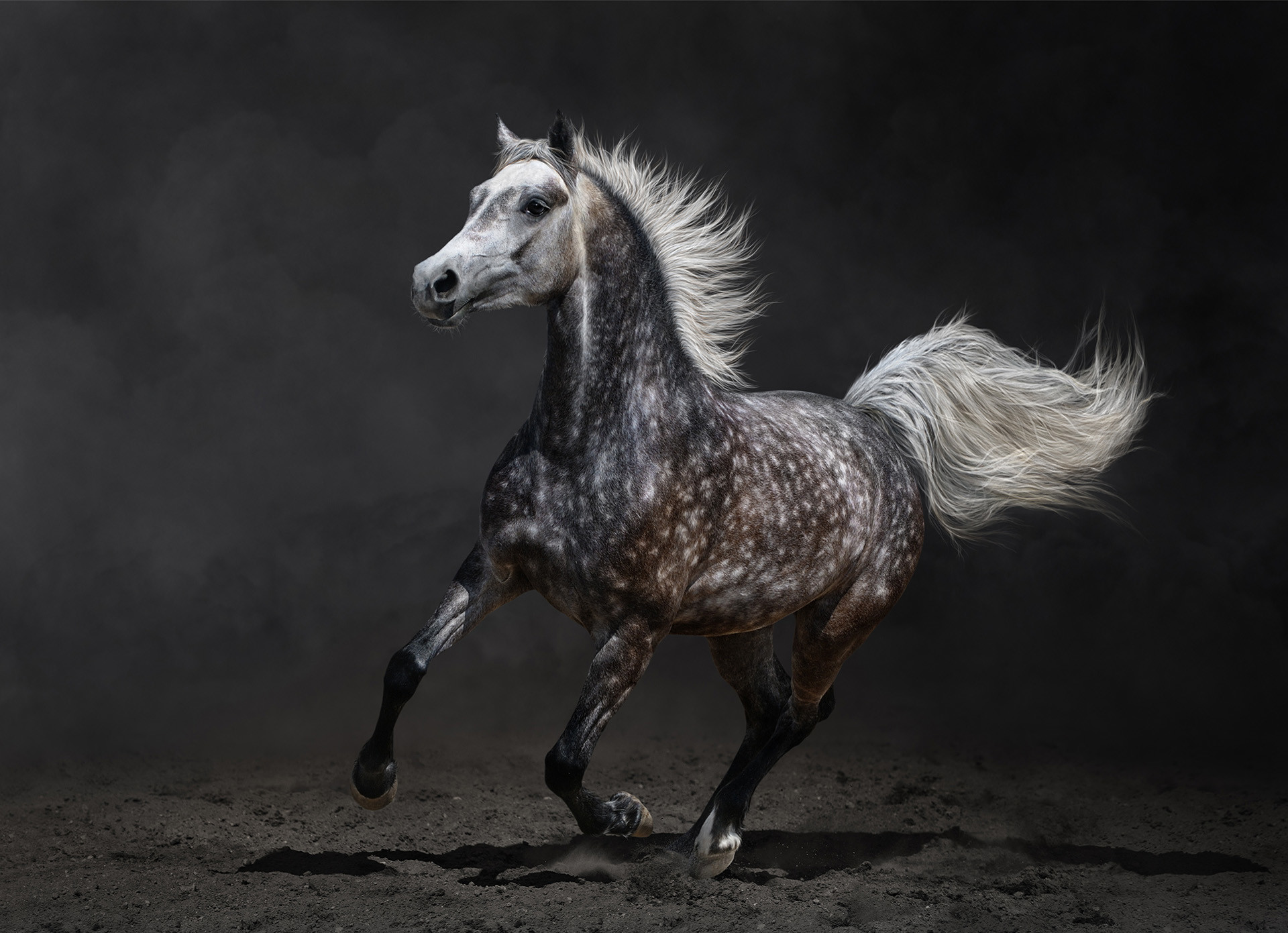 1920x1391 Beautiful-Wild-Horse-Horses Photography