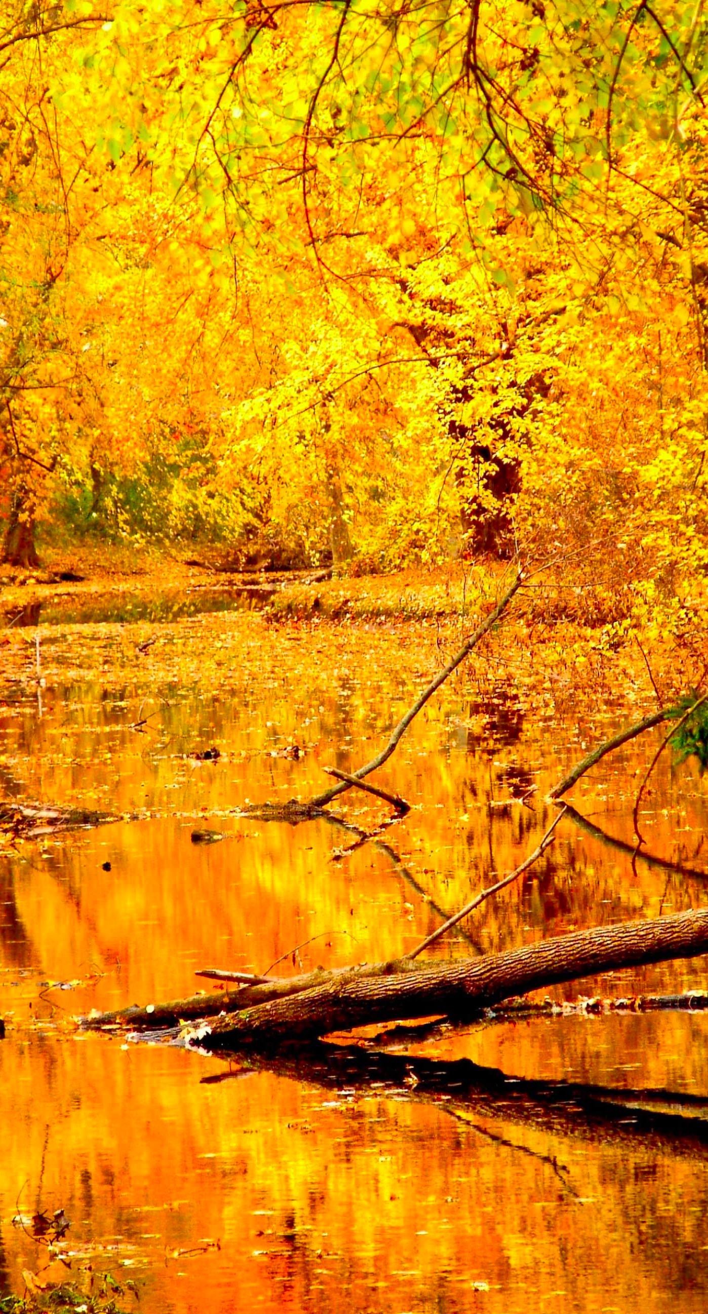 1398x2592 landscape yellow autumn leaves wallpaper sc iphone6splus