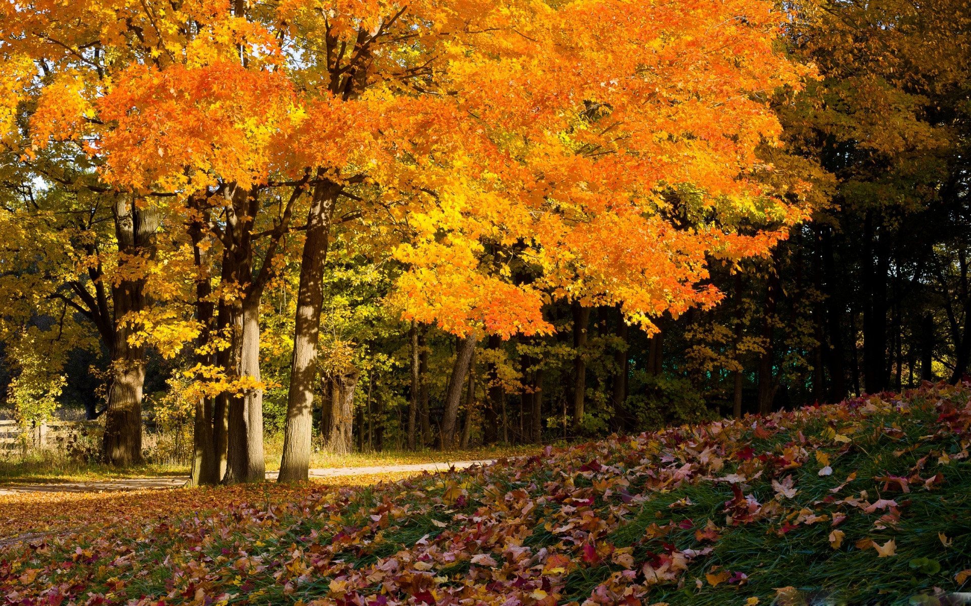 1920x1200 Fall scene wallpapers images.