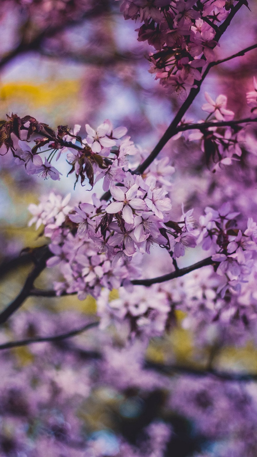 1080x1920 Flower Pink Blue Nature Bokeh Tree Spring #iPhone #6 #plus #wallpaper