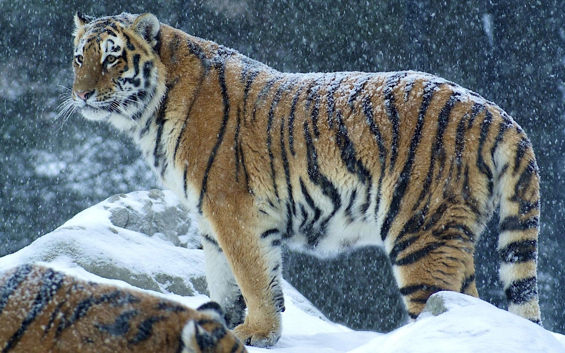 1920x1200 ... Tiger in Snow Wallpapers | HD Wallpapers ...