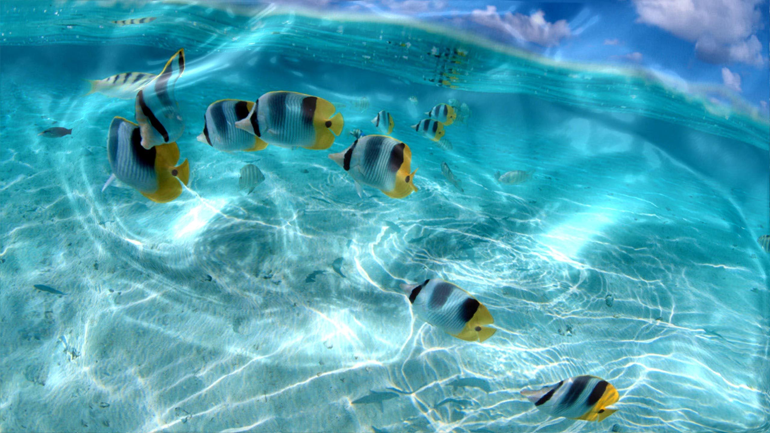 2560x1440 Colorful tropical fish Ocean-transparent water-HD Wallpaper for Windows -2560Ã1440