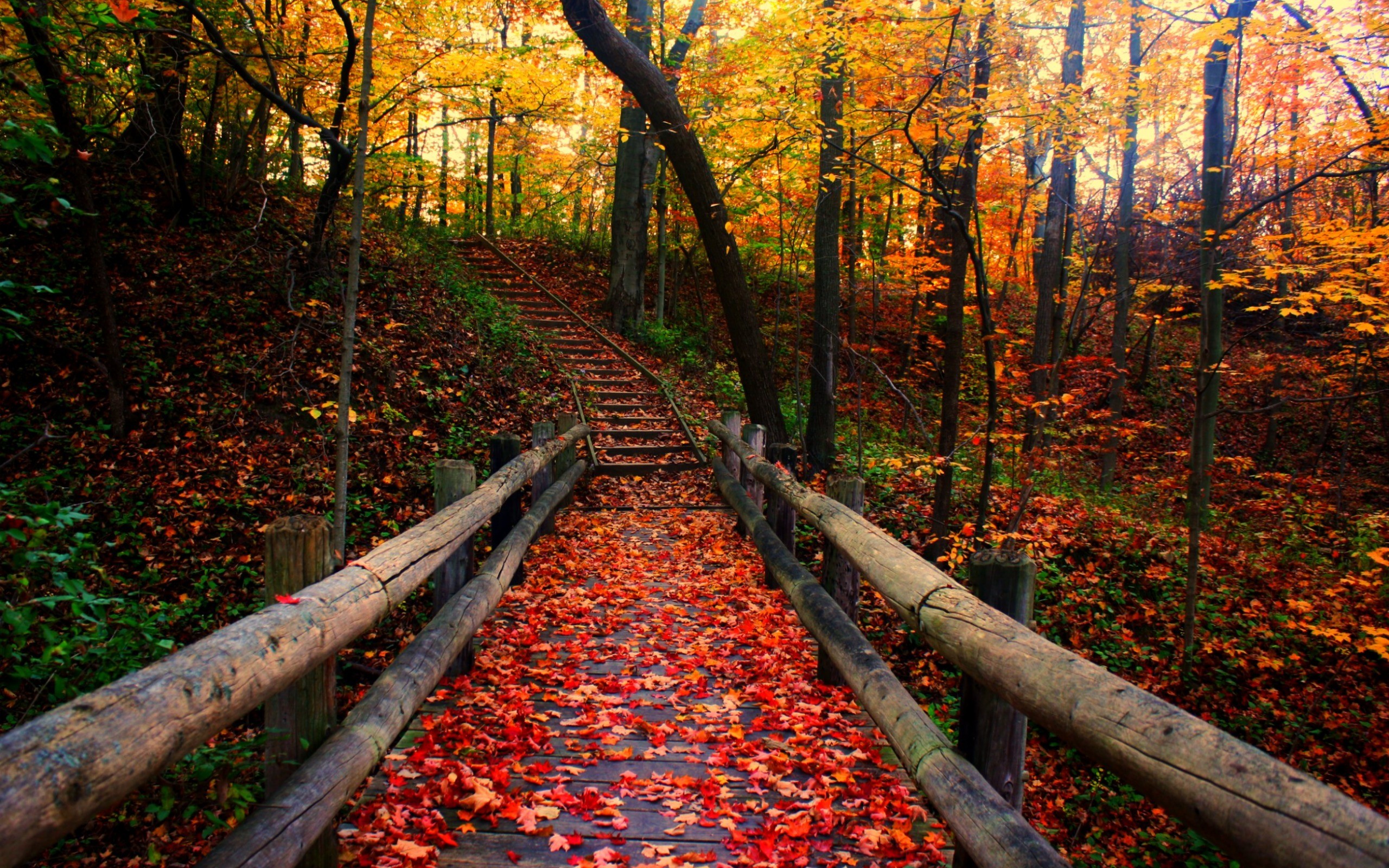 2560x1600 autumn-free-wallpaper-autumn-path__93197 | Jessica Sheets