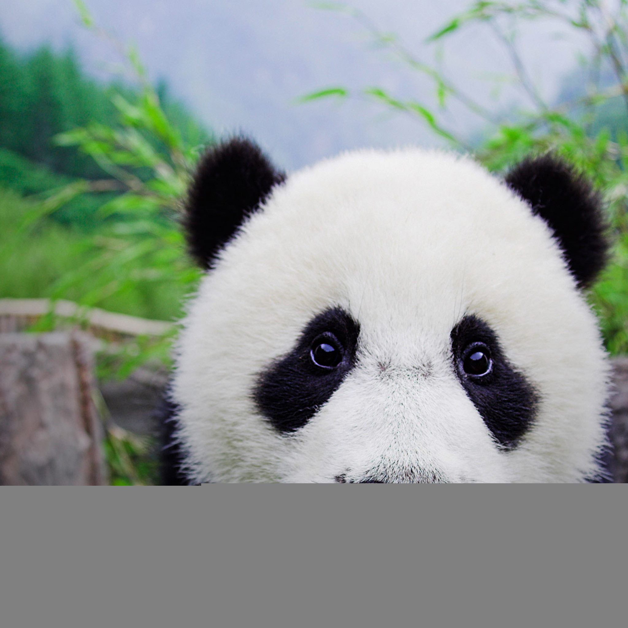 2048x2048 4990 5: Panda iPad wallpaper